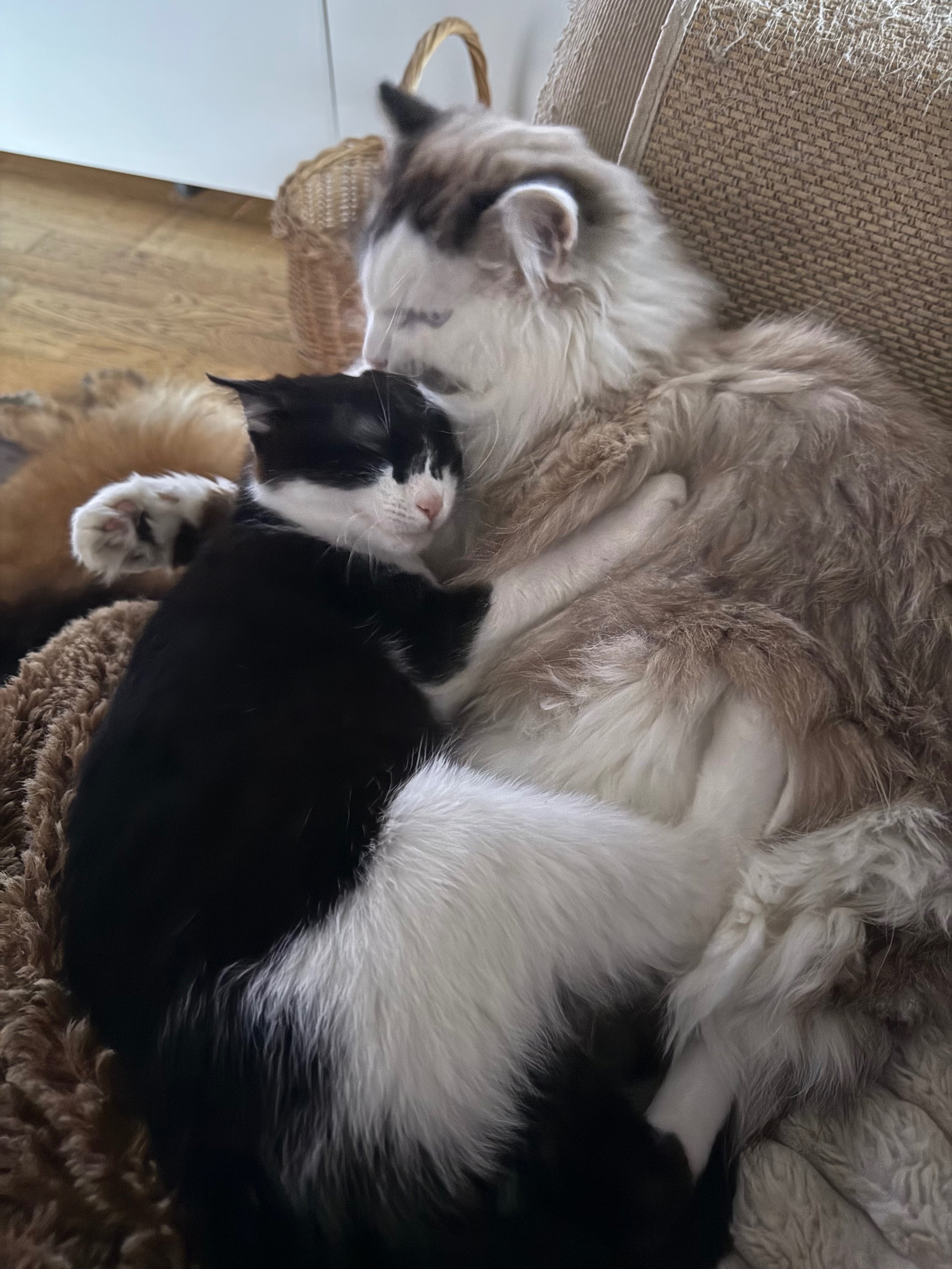 Un gato grande y un gato pequeño acurrucados juntos en un sofá.