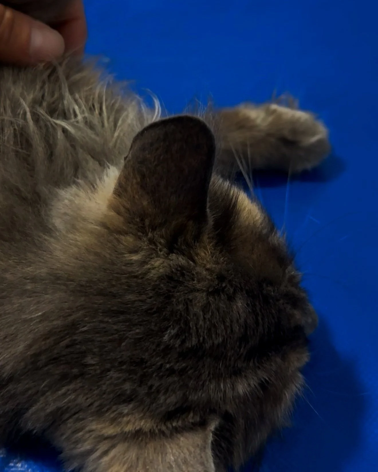 Gato de pelaje atigrado acostado en una superficie azul