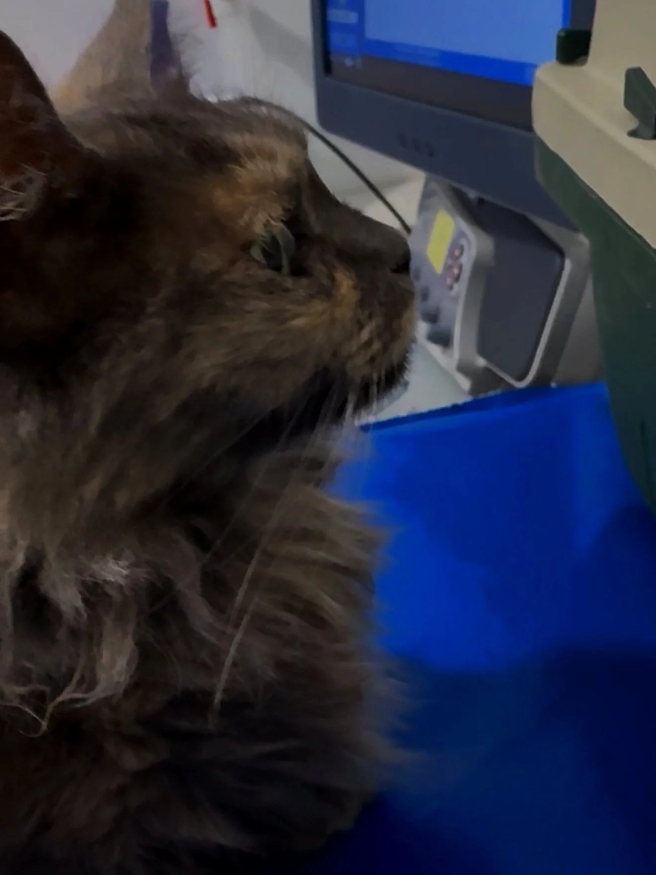 Gato con ojos verdes mirando una pantalla de computadora en un entorno de oficina o clínica veterinaria.