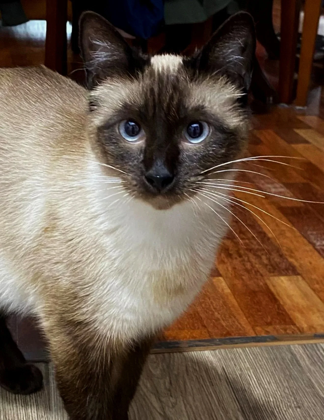 Gato siamés de color crema con cara y orejas oscuras, con ojos azules y fondo de pisos de madera.