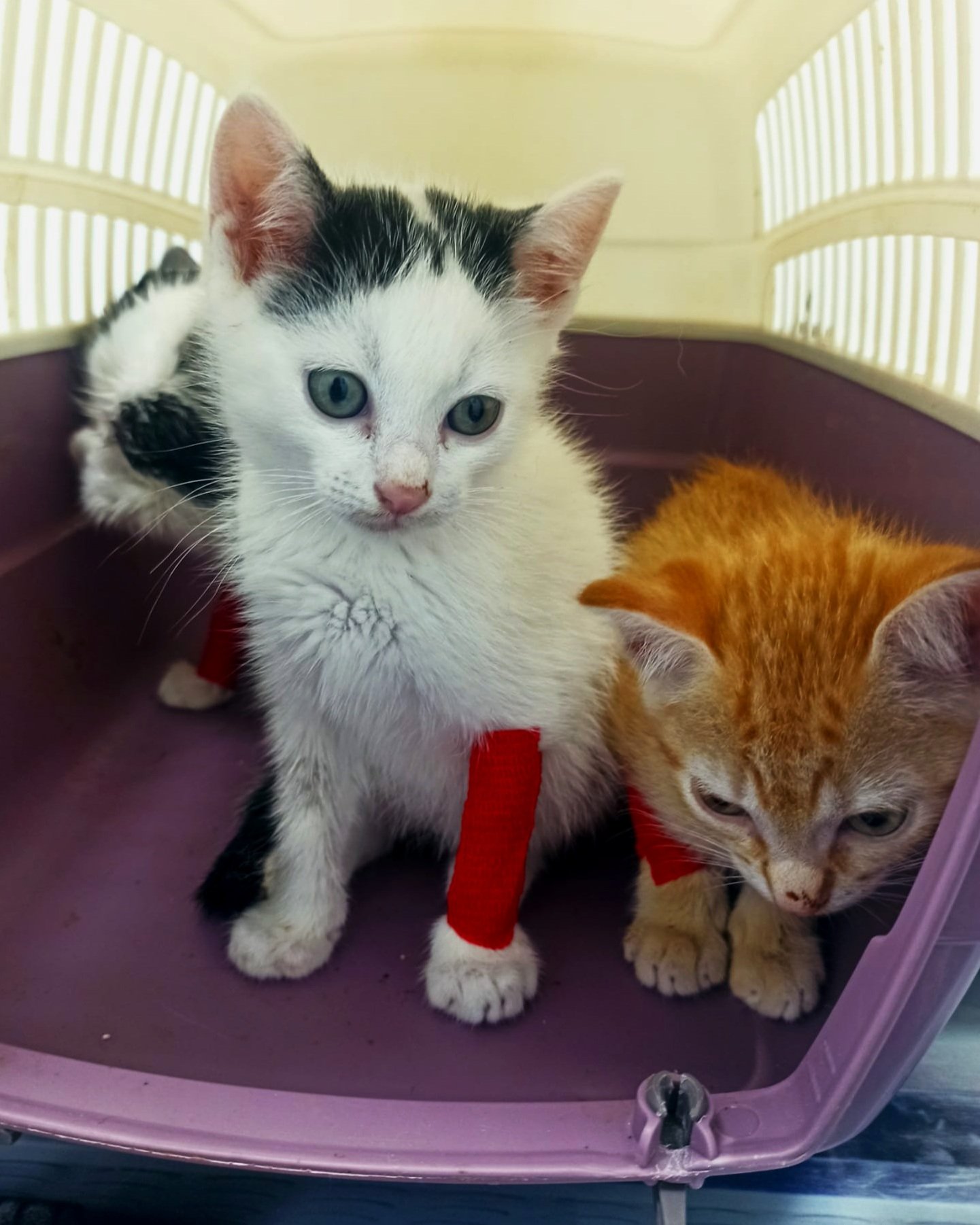 Dos gatitos en una jaula, uno con pelaje blanco y negro con ojos azules y otro naranja con manchas, ambos con vendas rojas en las patas.