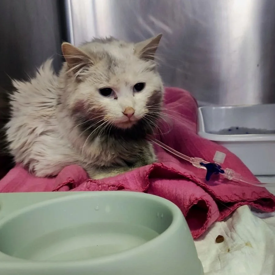 Gato con heridas y agua en un cuenco, recibiendo tratamiento en una clínica veterinaria.