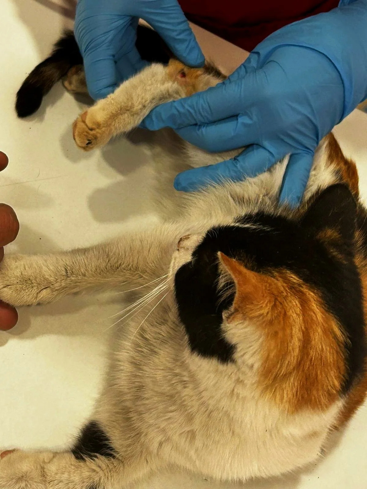 Veterinario con guantes azules revisa a un gato tricolor acostado en una mesa blanca