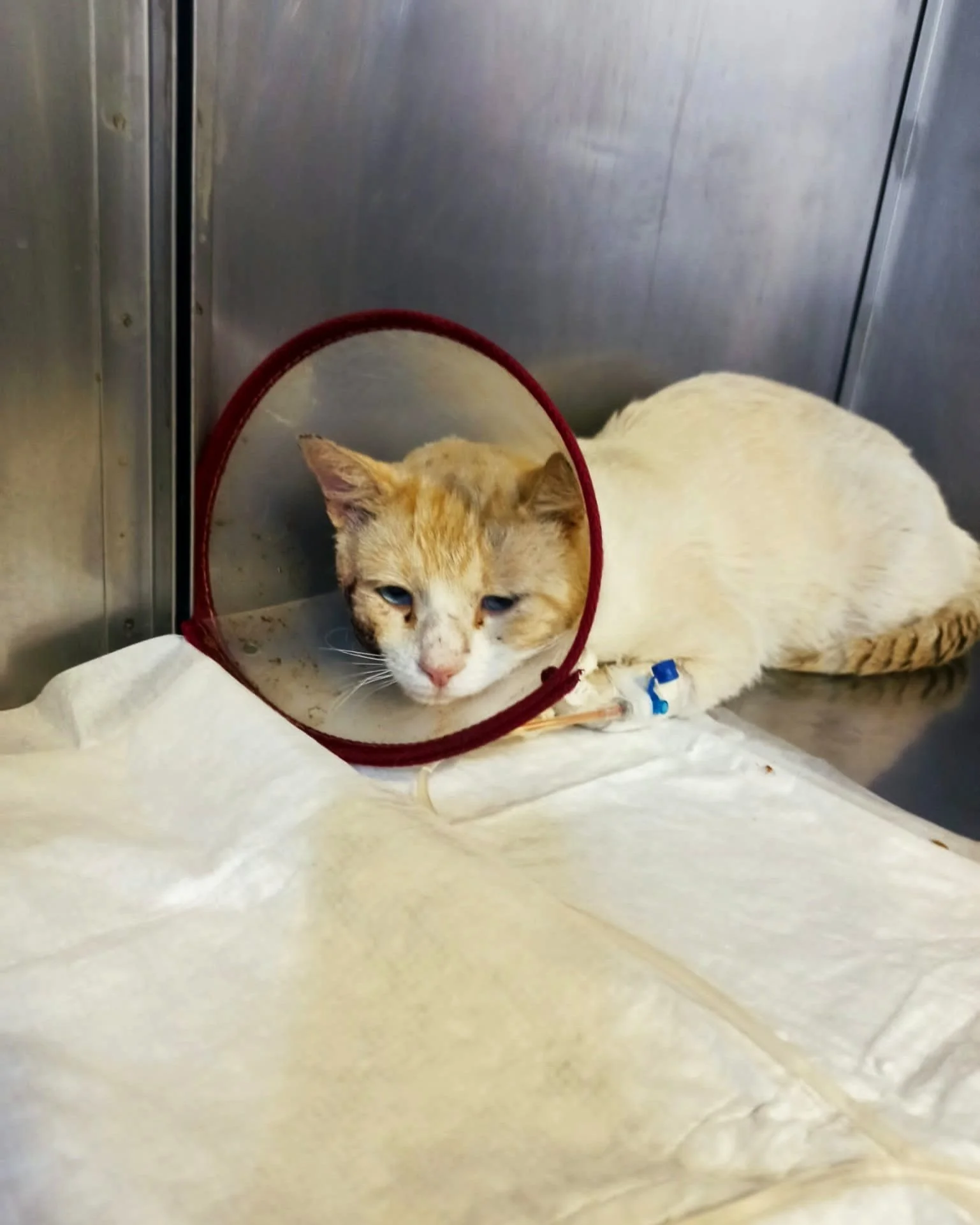 Gato con collar inflable acostado en una camilla, posiblemente en una clínica veterinaria.