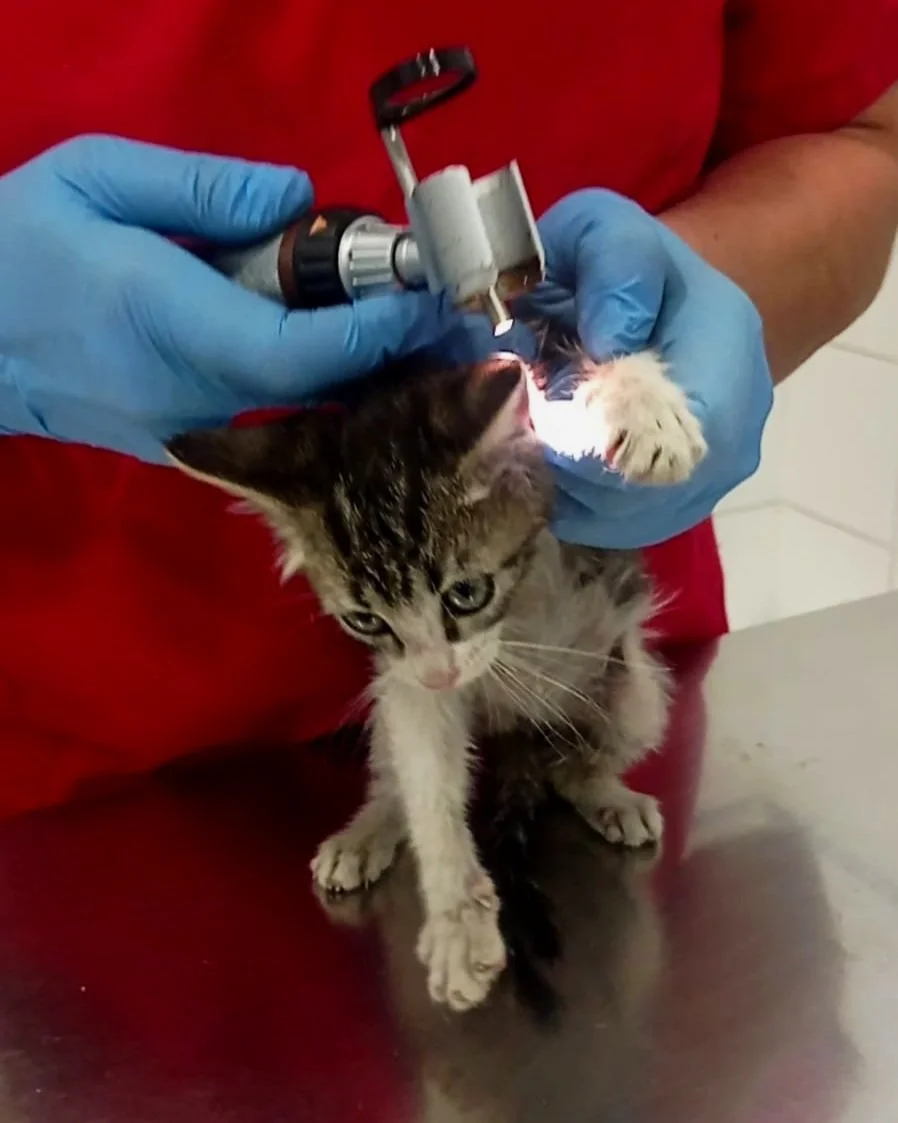 Un veterinario con guantes azules examina la oreja de un gato pequeño con una linterna en una mesa.