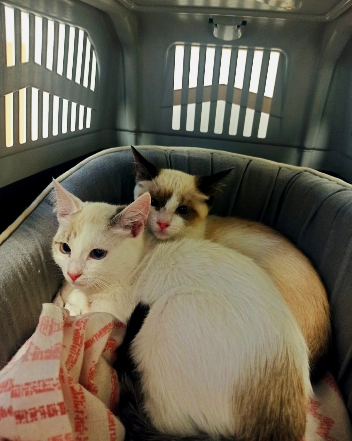 Dos gatos acurrucados en una cesta. Uno de color claro con orejas rubias y el otro atigrado con cara blanca, en una jaula.