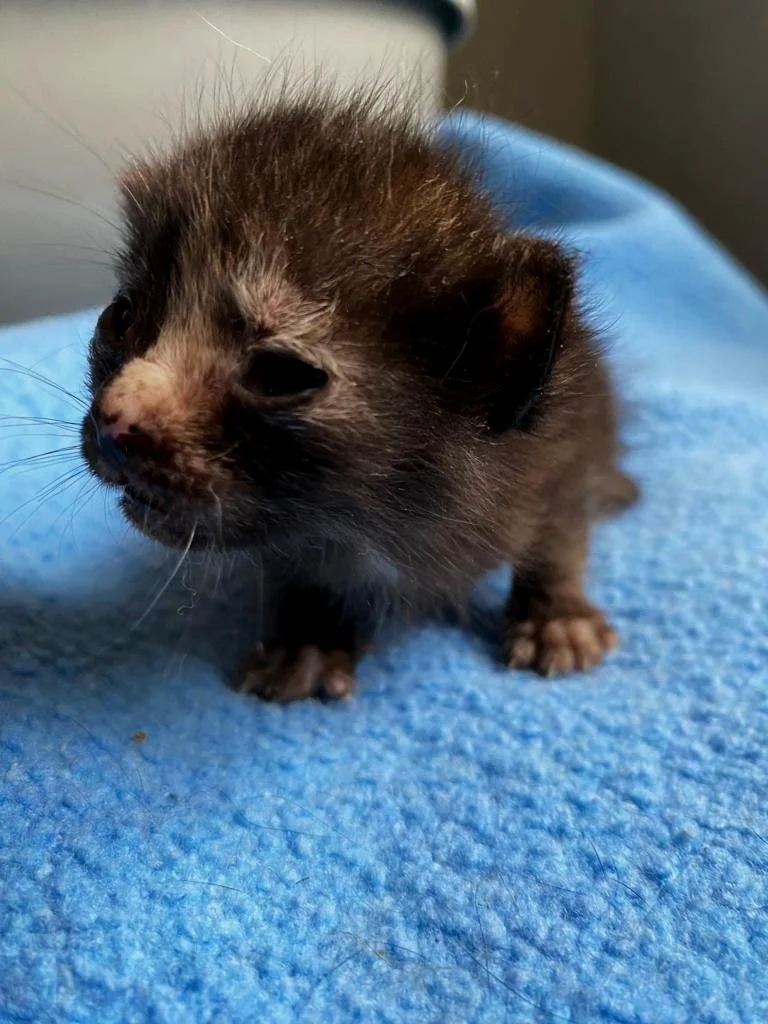 Bebé gato con pelaje oscuro y manchas blancas, en una superficie de tela azul.