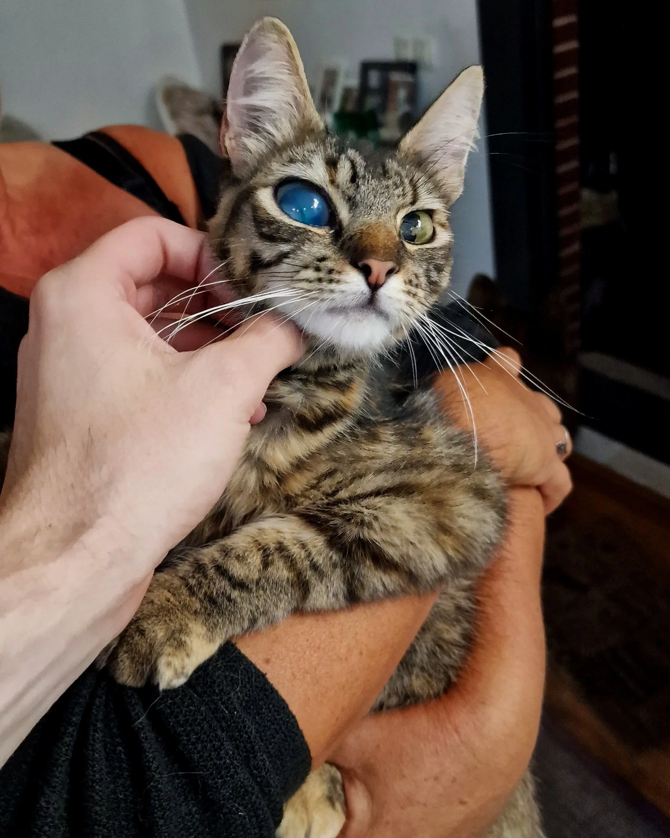 Gato con ojos mosaico y ojos azules y verdes, siendo acariciado por una mano humana, en brazos de una persona.