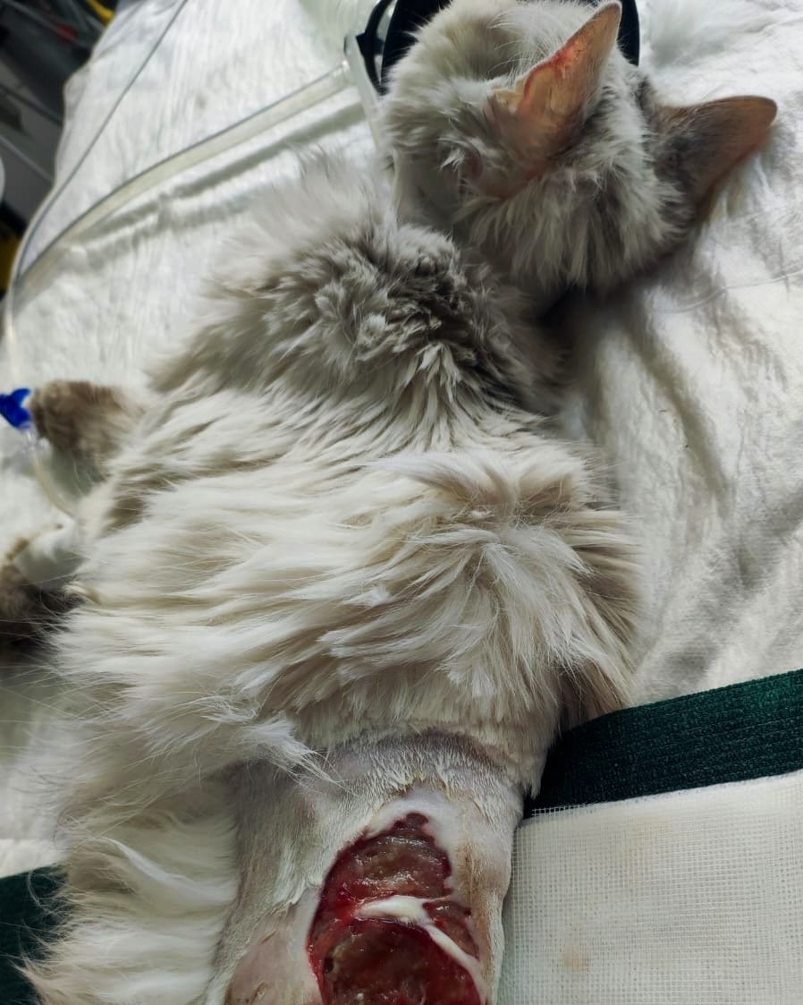 Dos gatos acostados uno sobre el otro sobre una cama blanca, uno de los gatos tiene una herida en la parte inferior.