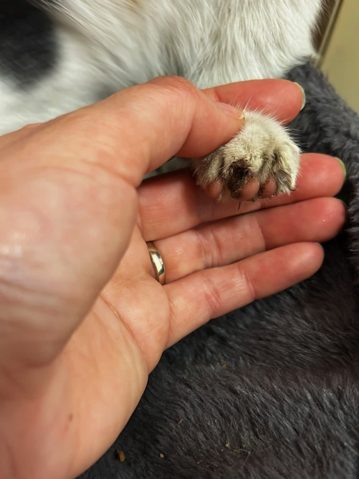 Una mano sostiene una pata de un animal, probablemente un perro, con el pelo oscuro y una patita sucia.