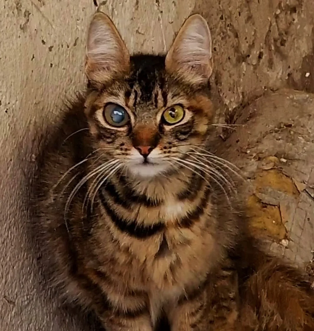 Gato de pelo corto, con ojos heterocromáticos, uno azul y uno amarillo, entre piedras y una pared de fondo.