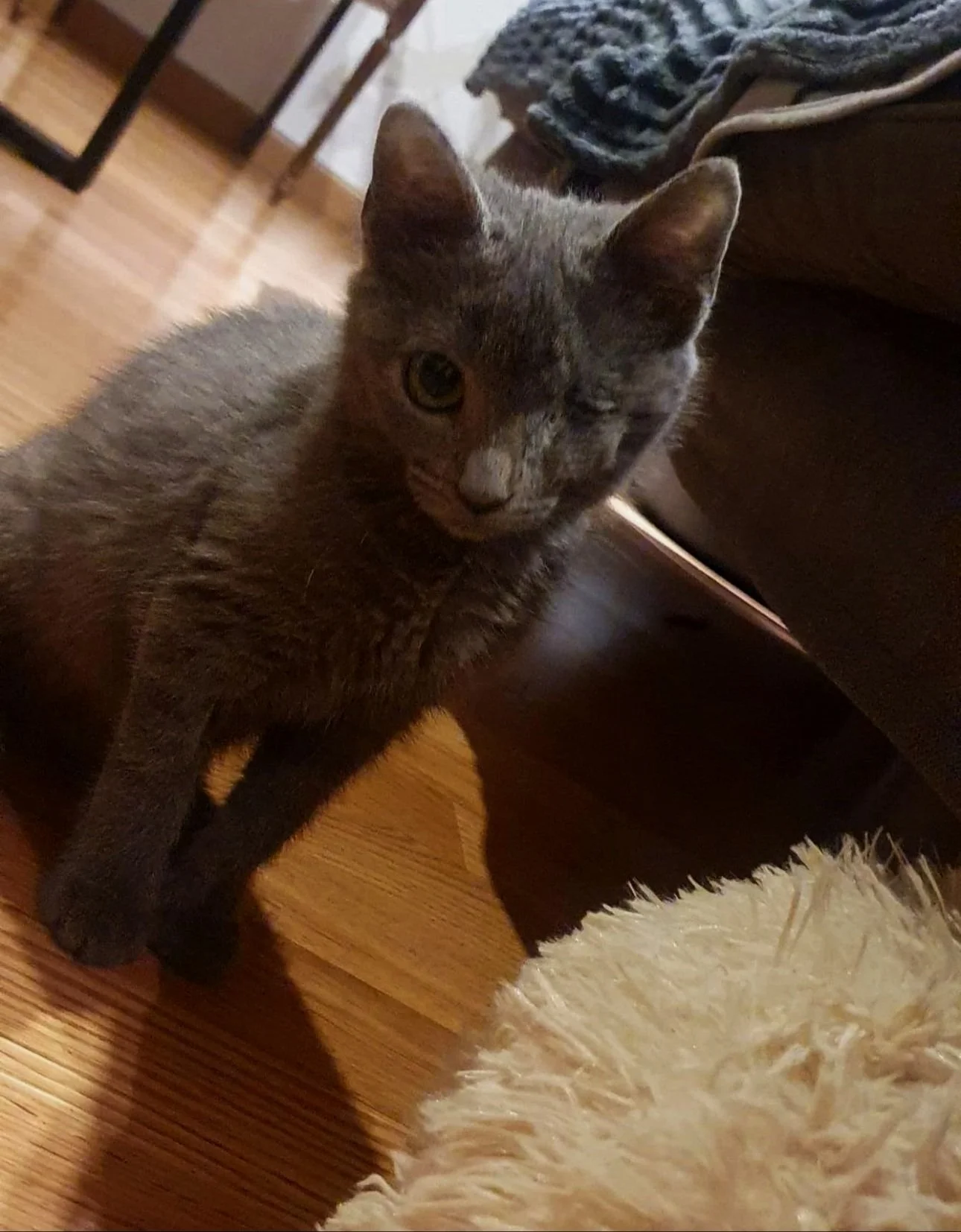 Gato gris pequeño con un ojo cerrado y el otro abierto, en un piso de madera, junto a un mueble y un tapete blanco.