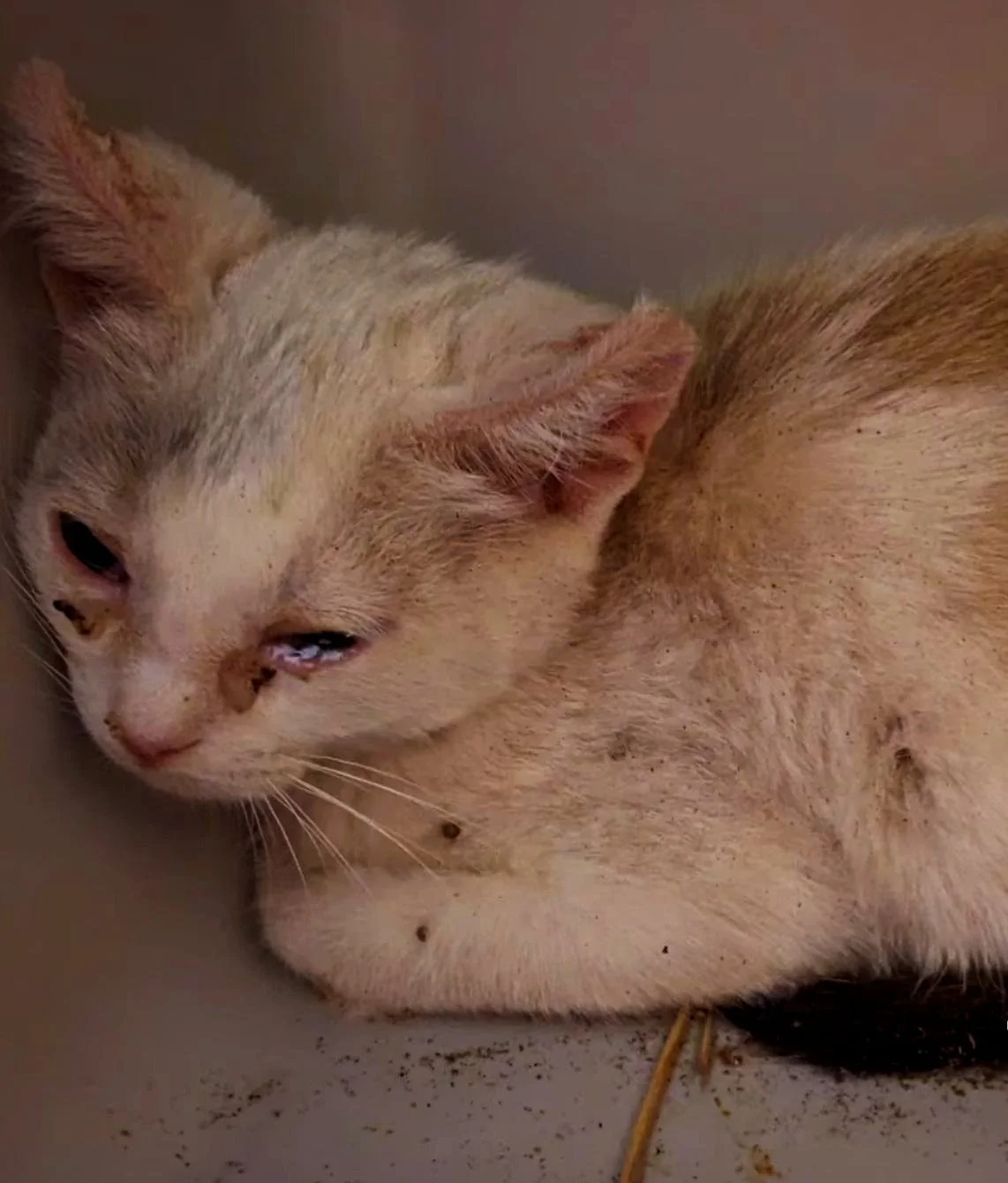 Gato de color gris claro acostado en una superficie, con ojos entrecerrados y algo sucios alrededor del hocico y patas.