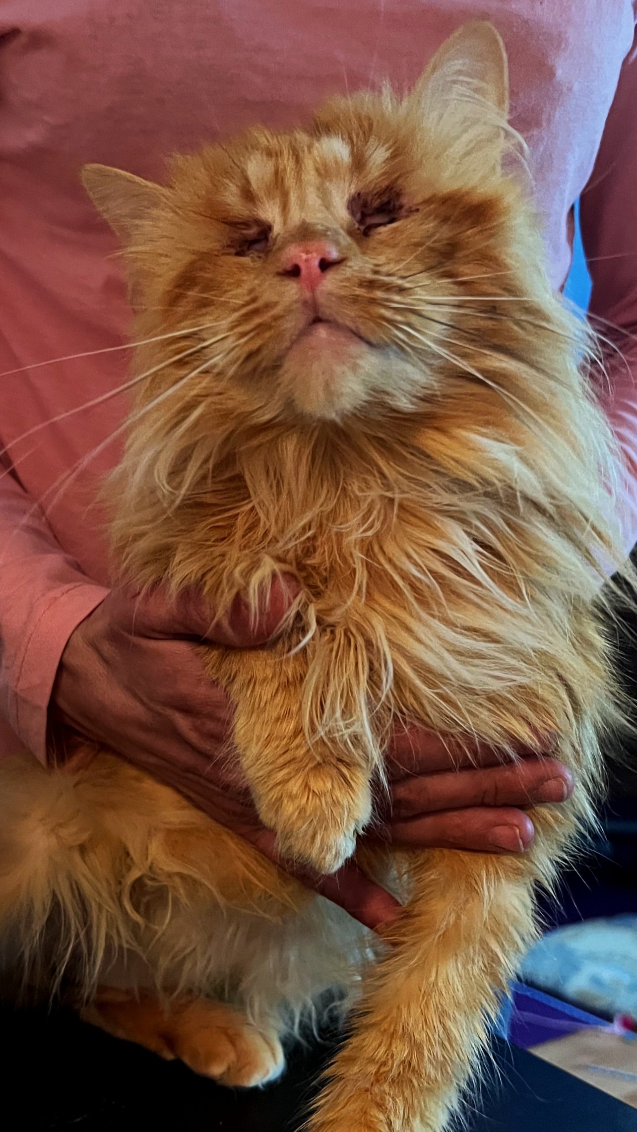 Gato naranja con pelaje largo siendo sostenido por una persona con manos visibles.