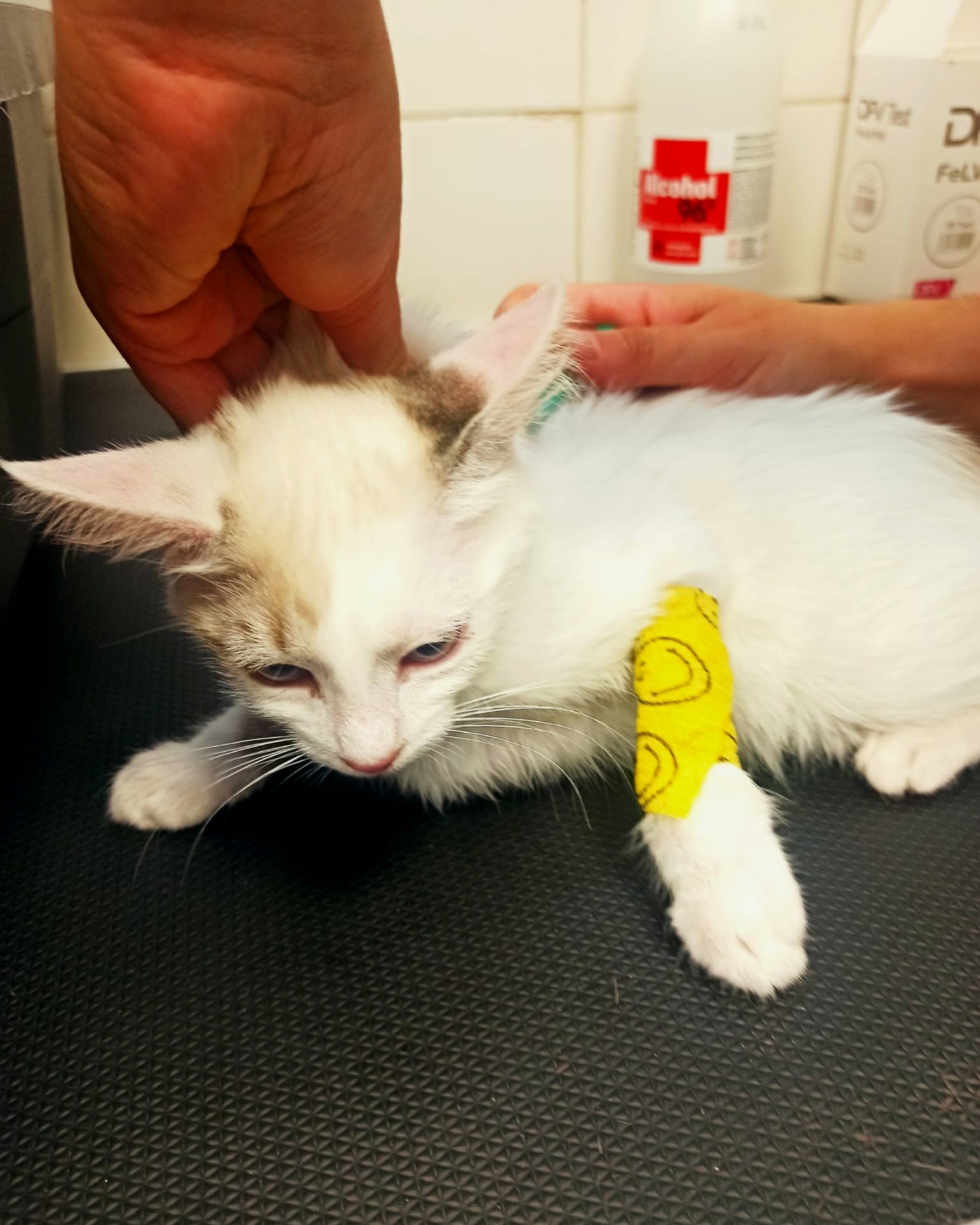 Gato blanco con banda amarilla en patas traseras en una mesa siendo examinado por un veterinario.