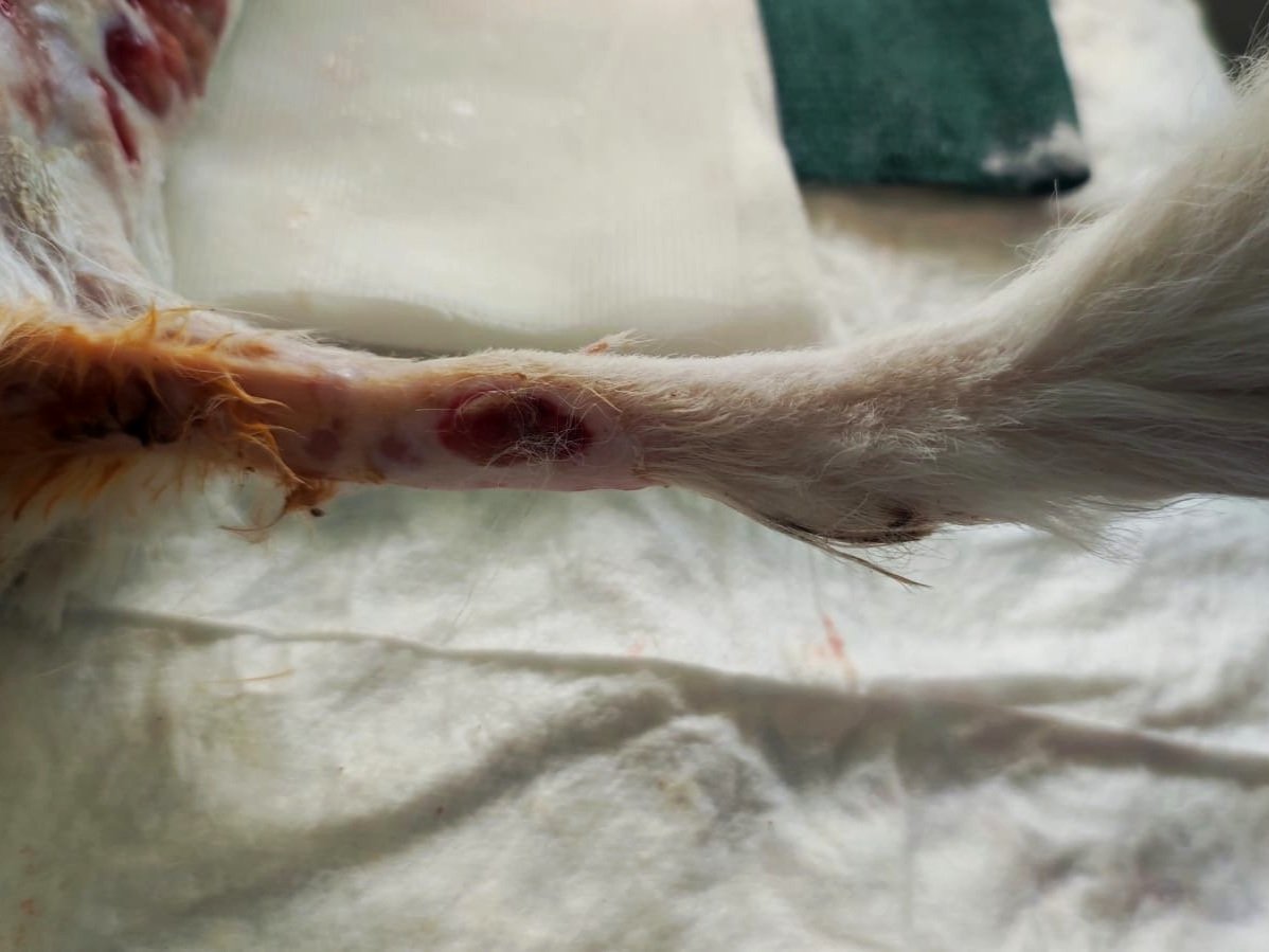 Pierna de animal con heridas y marcas de heridas, acostada sobre una superficie clara.