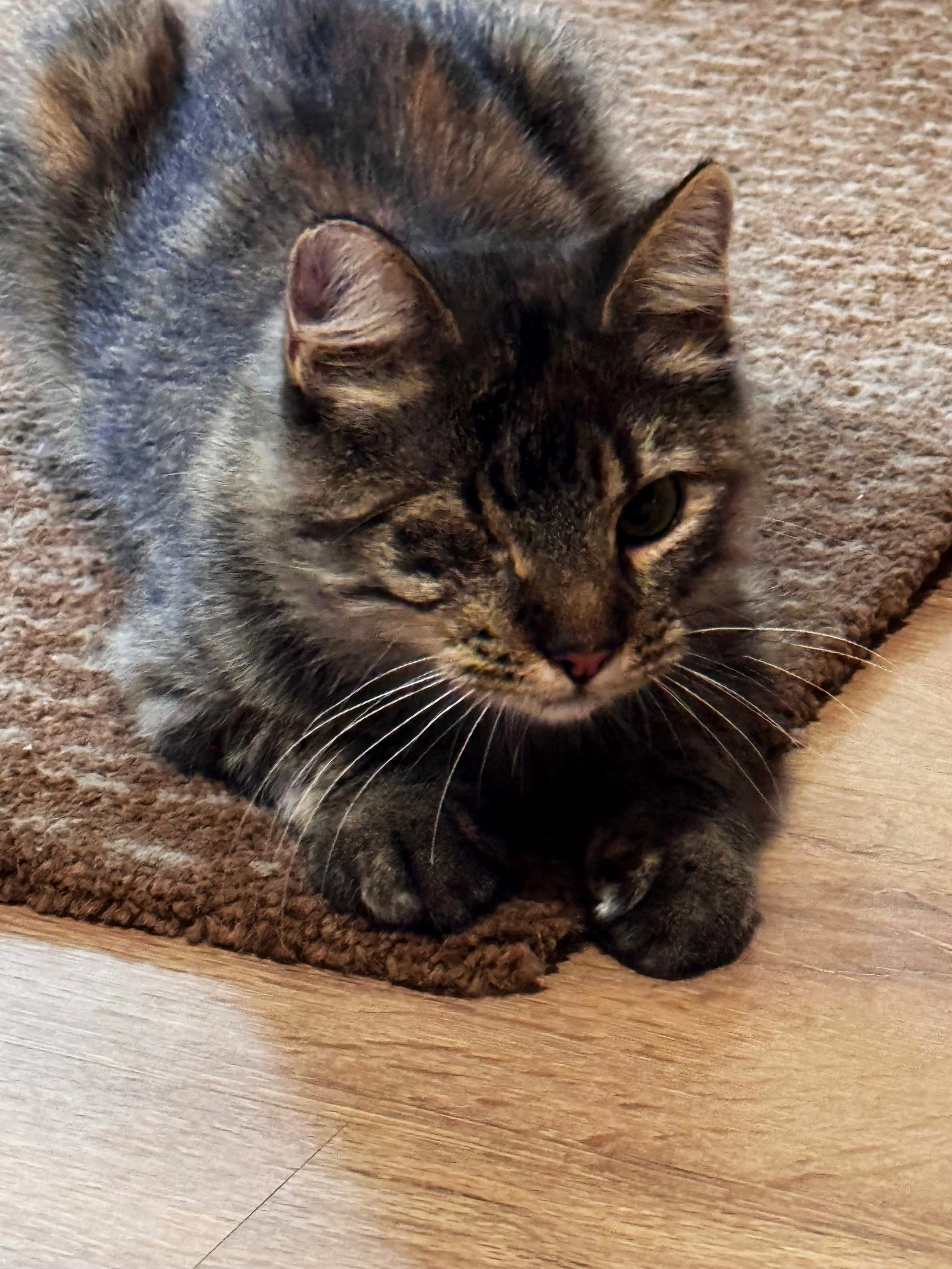Gato de pelaje atigrado acostado sobre un tapete de color marrón y suelo de madera.