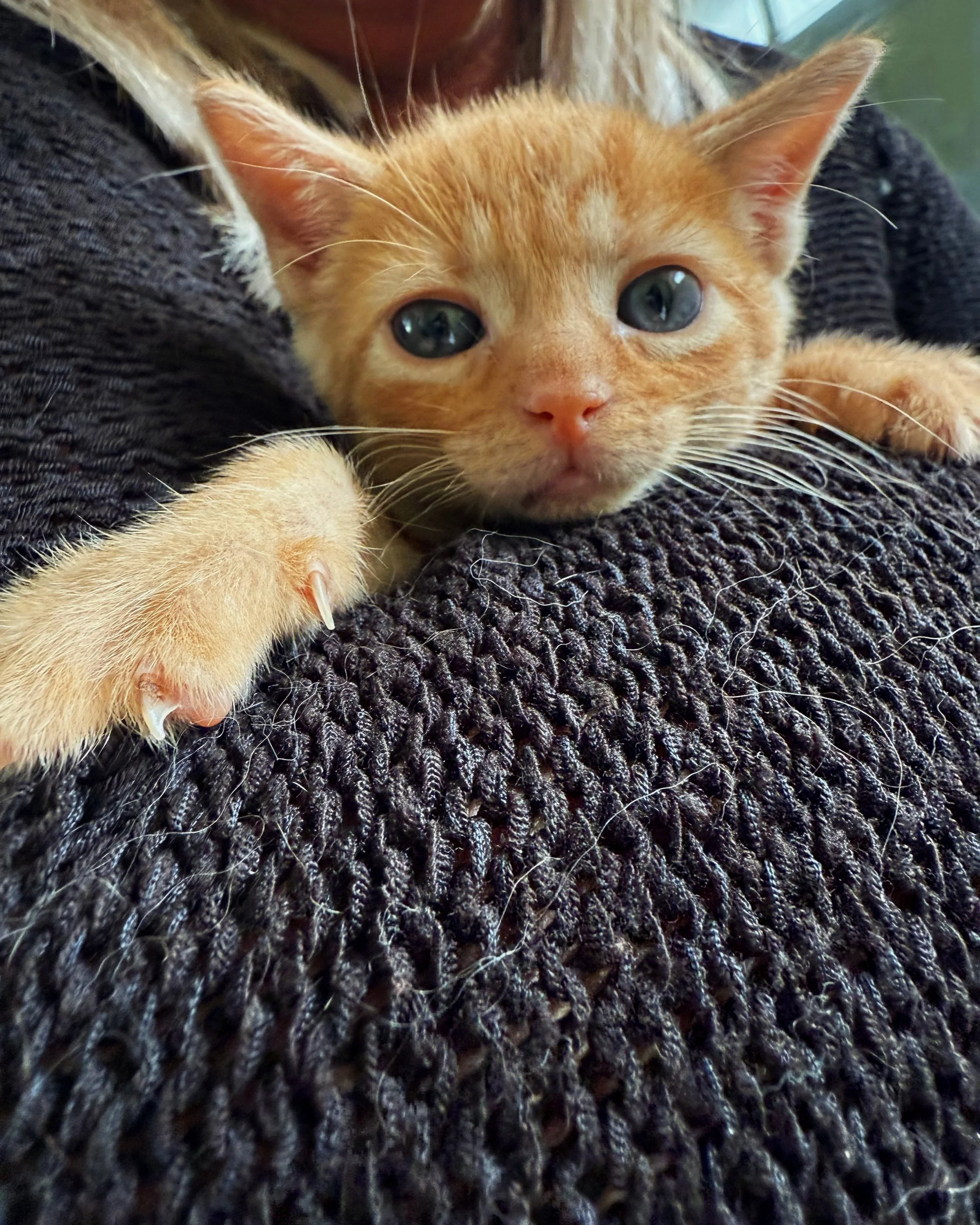 Gatito naranja con ojos azules recostado sobre una prenda de color negro, mirando hacia la cámara.