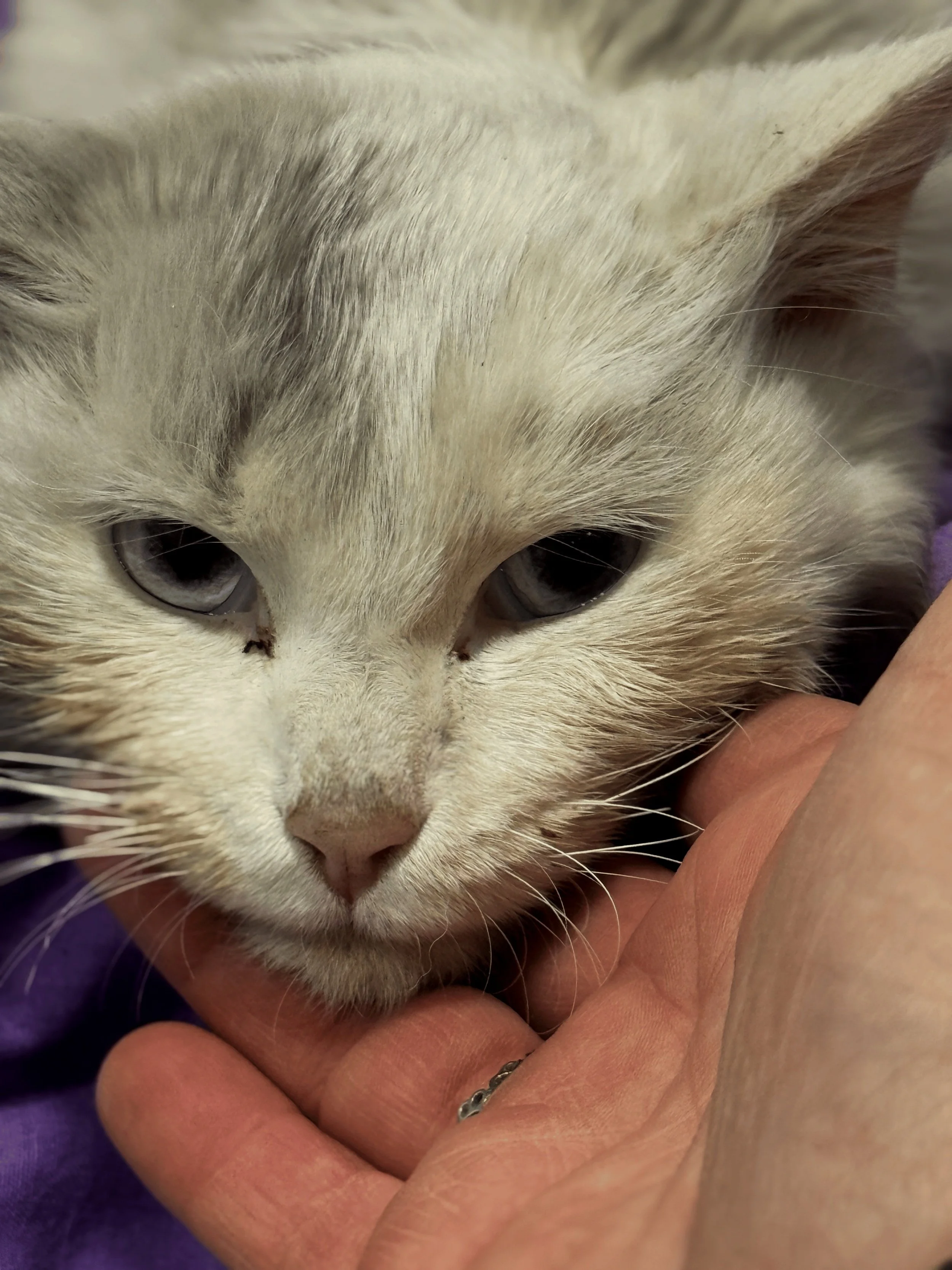 Gato gris claro con ojos azules descansando en una mano humana.