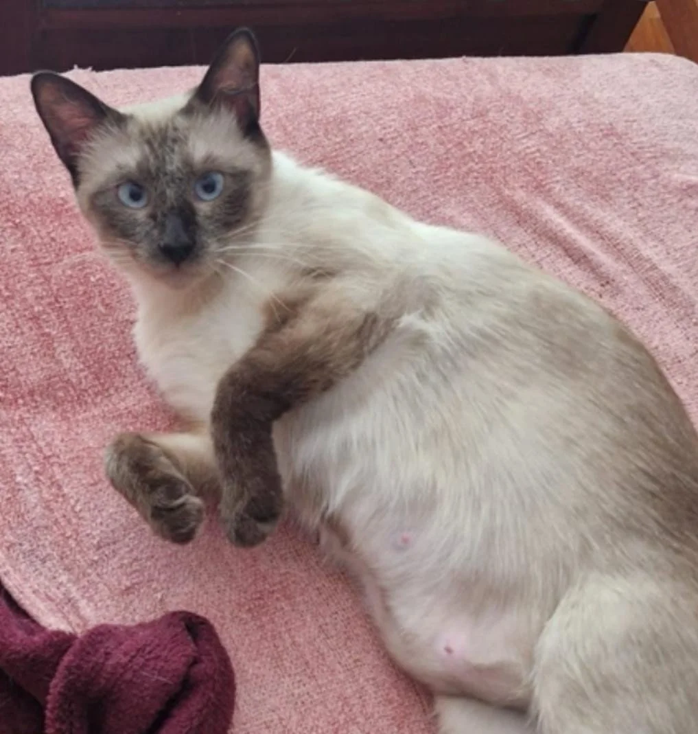 WhatsApp Image 2025-07-10 at 22.33.16.jpeg