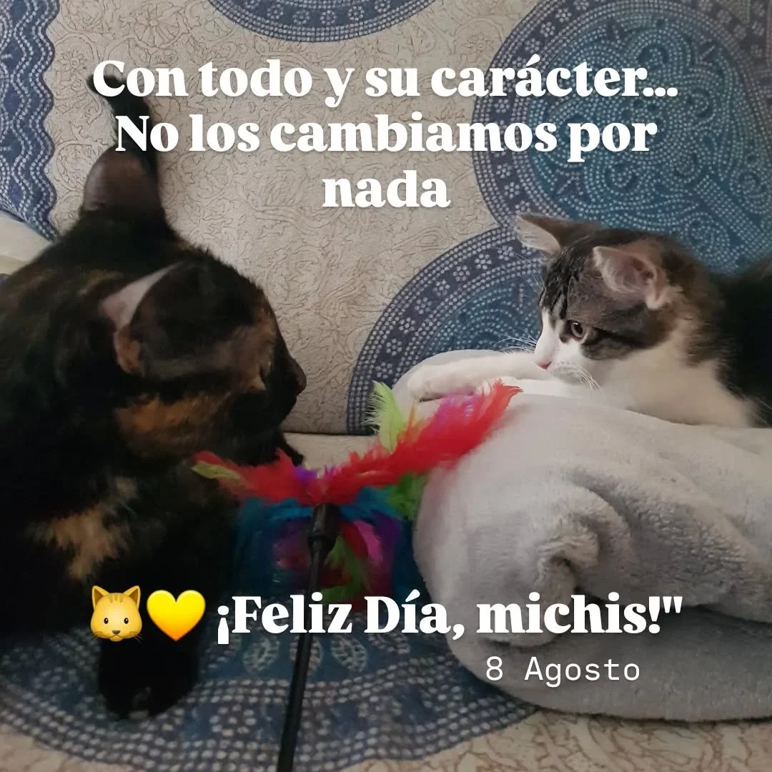 Con todo y su car&aacute;cter&hellip; no los cambiamos por nada. &iexcl;Feliz D&iacute;a, michis!😻🐾
.
Nos hace inmensamente felices haber sido parte de la vida de cada michi que hemos conocido en nuestras guarder&iacute;as.❤
.
Os queremos a todos y