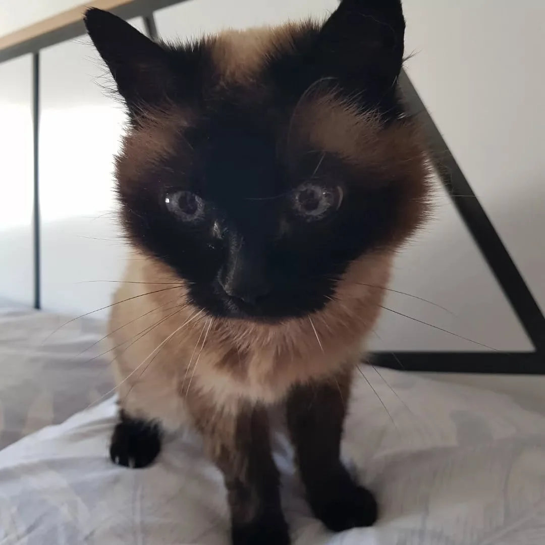 18 A&Ntilde;AZOS!!! WOW😻
.
RASPU ❤Nos hemos enamorado de ti 🤗 desde el primer instante. Eres la prueba de que el amor felino no entiende de edad. 
.
Los gatos longevos como t&uacute; tienen una ternura y una sabidur&iacute;a que solo se gana con lo