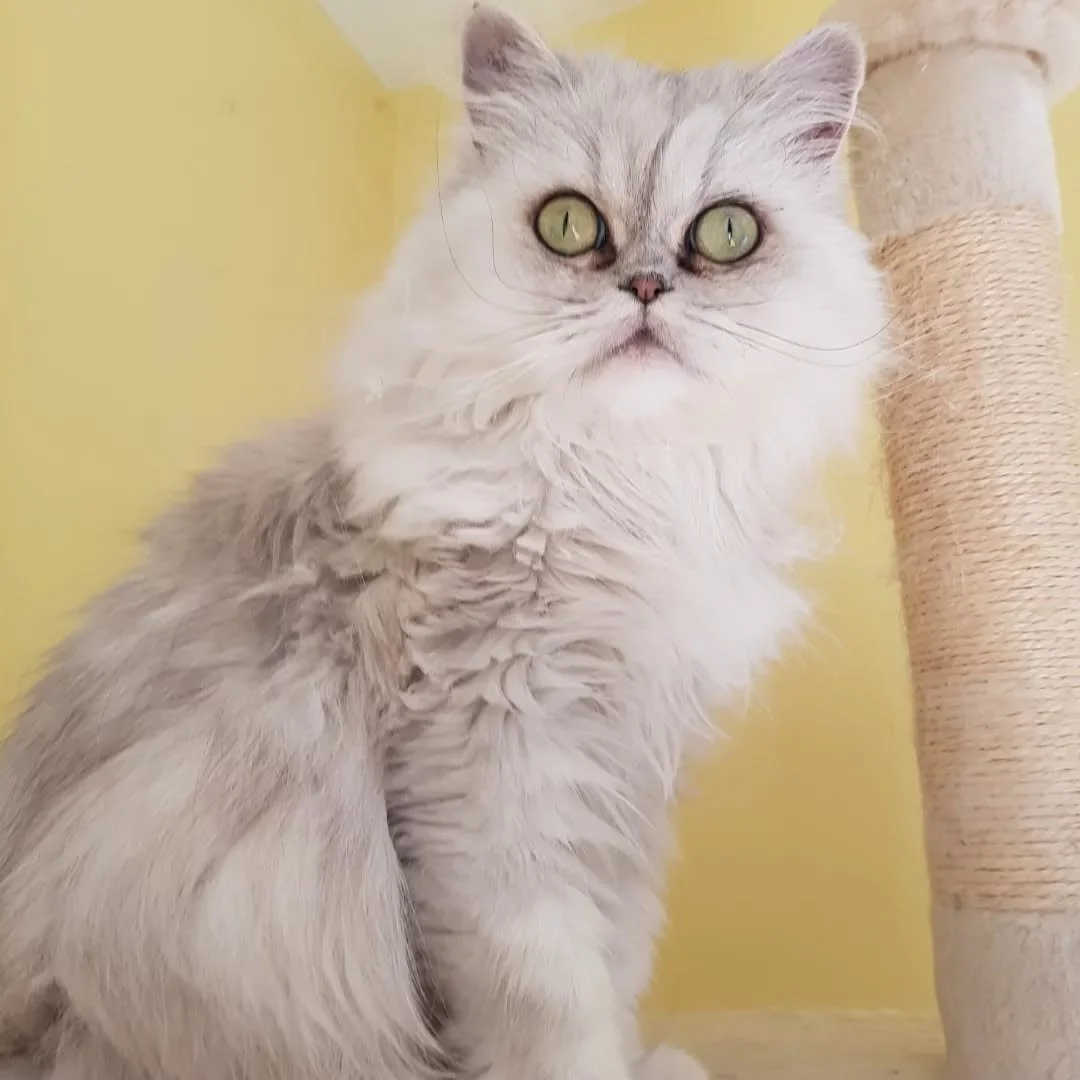 Majo:Gatita siempre hemos sabido que algo m&aacute;gico tienes ❤😻
.
Hablemos sobre los gatitos de pelo largo
.
son aut&eacute;nticas bolitas de amor 😻. Su melena suave y esponjosa los hace a&uacute;n m&aacute;s irresistibles, &iexcl;dan ganas de ab