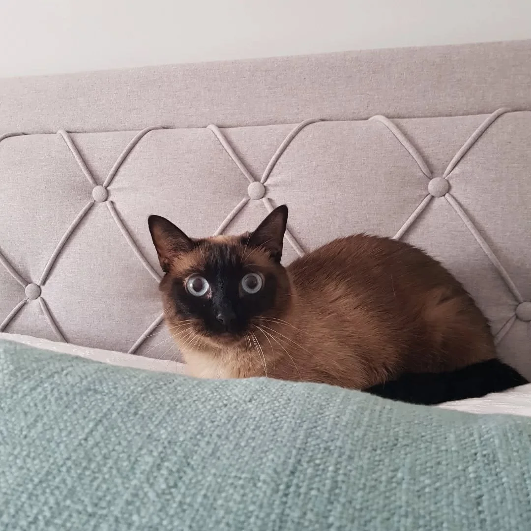 Ella es Neska, una gatita muy t&iacute;mida😻, pero juntas hemos logrado un bonito win-win: confianza y conexi&oacute;n 💕.
.
Nosotras sabemos que cada gatito es &uacute;nico 🐾. Por eso, aunque escuchamos vuestras indicaciones, siempre empezamos des