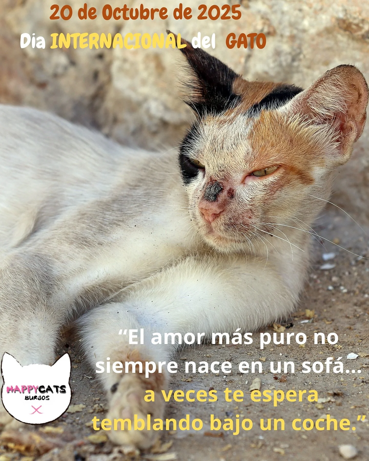 🌍 29 de octubre: D&iacute;a Internacional del Gato 🐾

&iquest;Sab&iacute;as que los gatos tienen tres D&iacute;as Internacionales al a&ntilde;o?

📅 20 de febrero &ndash; En memoria de Socks, el gato de los Clinton.
📅 8 de agosto &ndash; Promovido