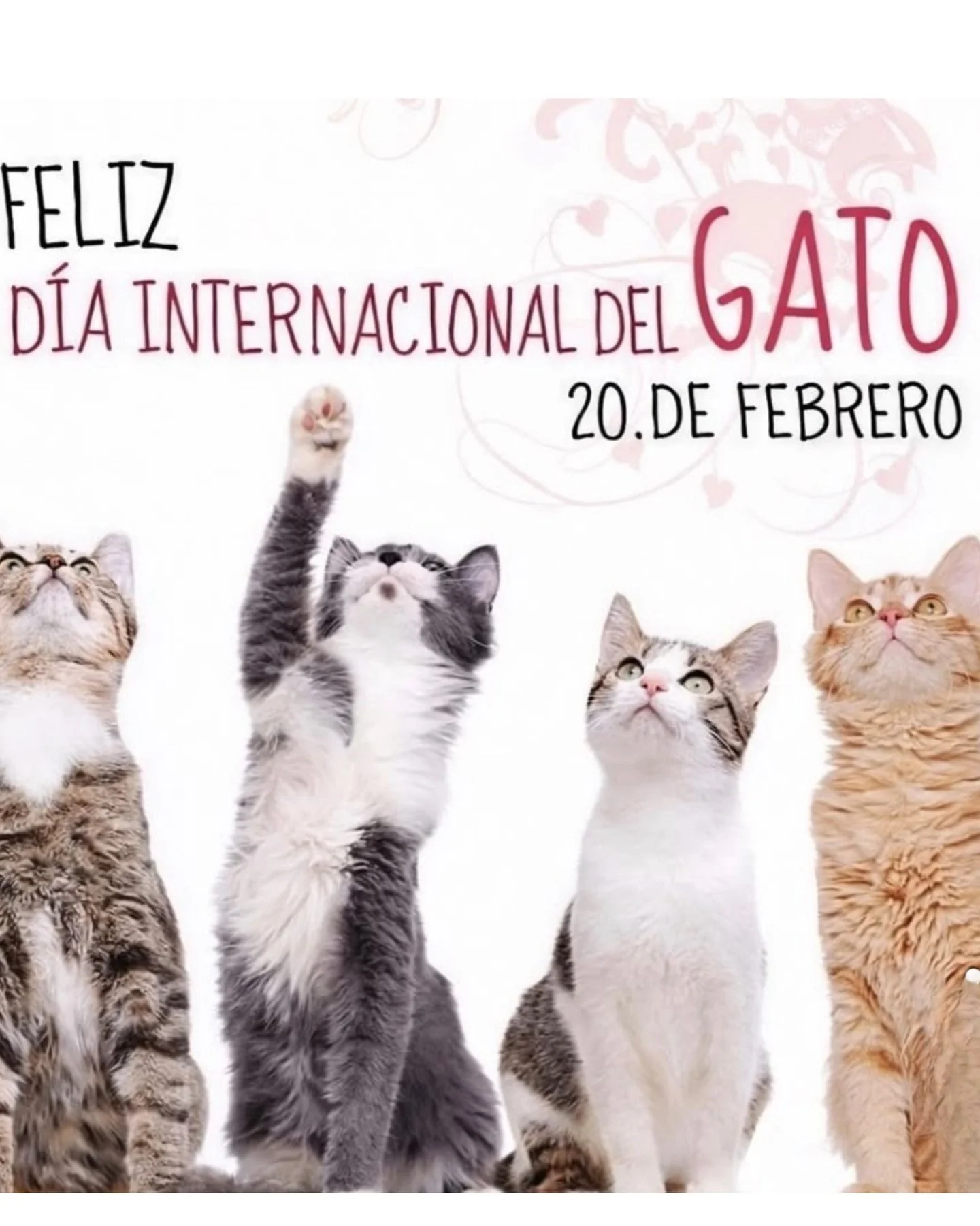 Hoy celebramos a esos seres m&aacute;gicos que caminan en silencio pero dejan huellas enormes en el coraz&oacute;n.

A quienes nos ense&ntilde;an que el cari&ntilde;o no siempre hace ruido, que la confianza se gana despacio y que un simple ronroneo p