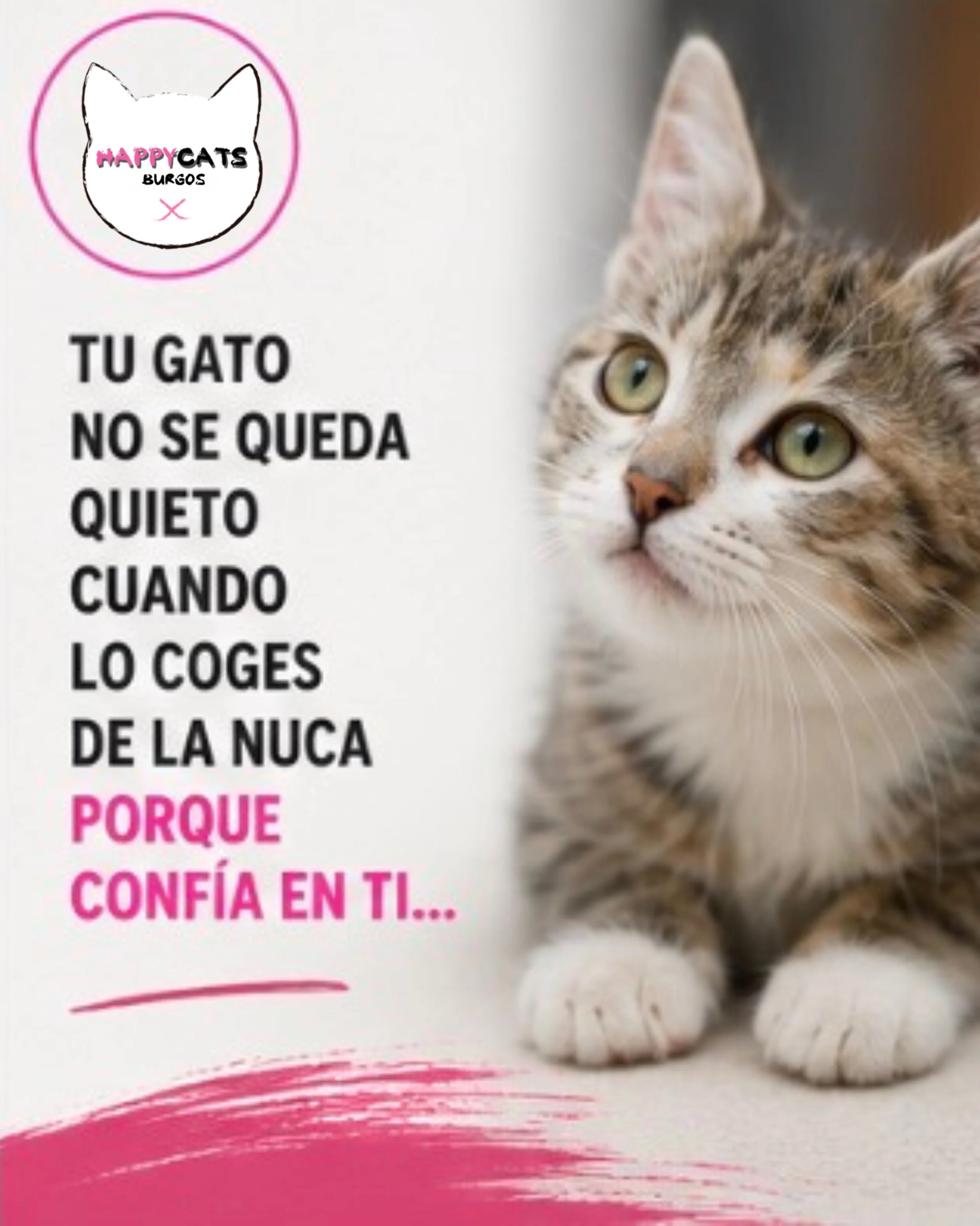 Muchas veces hemos o&iacute;do eso de:
"si lo coges de la nuca se queda tranquilo&rdquo;.

Y s&iacute;, puede parecer algo normal porque es lo que hacen las mam&aacute;s gatas con sus cachorros cuando son muy peque&ntilde;os. Pero hay algo impor