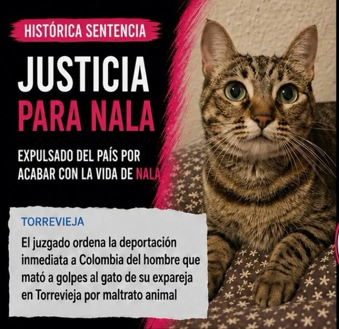 Nala no fue una v&iacute;ctima &ldquo;accidental&rdquo;.La utilizaron para hacer da&ntilde;o. Para destruir emocionalmente a una mujer a trav&eacute;s de quien m&aacute;s quer&iacute;a.

Y eso tiene un nombre: violencia vicaria.

Por fin ha llegado u