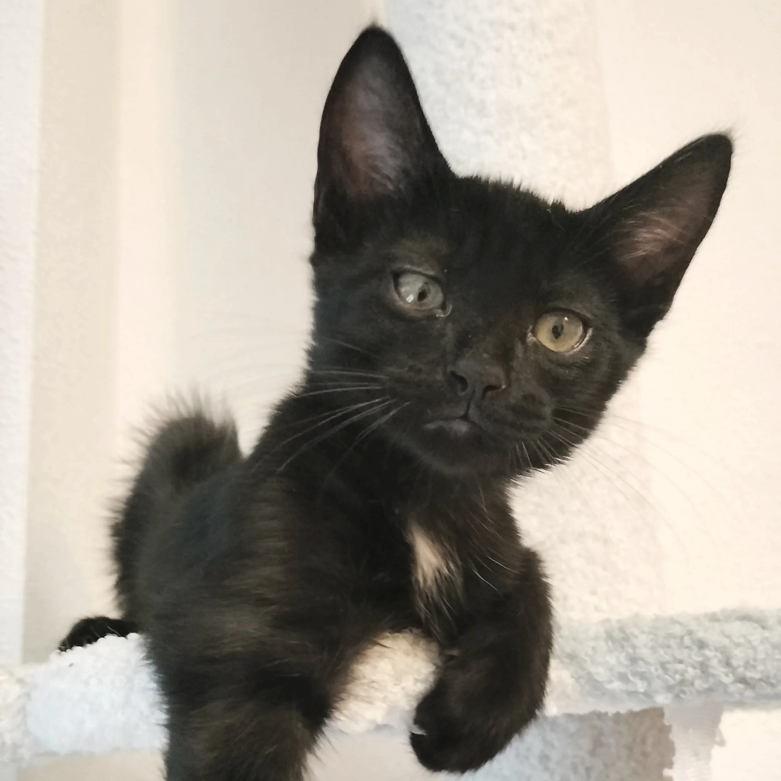 puku+%282%29.jpg