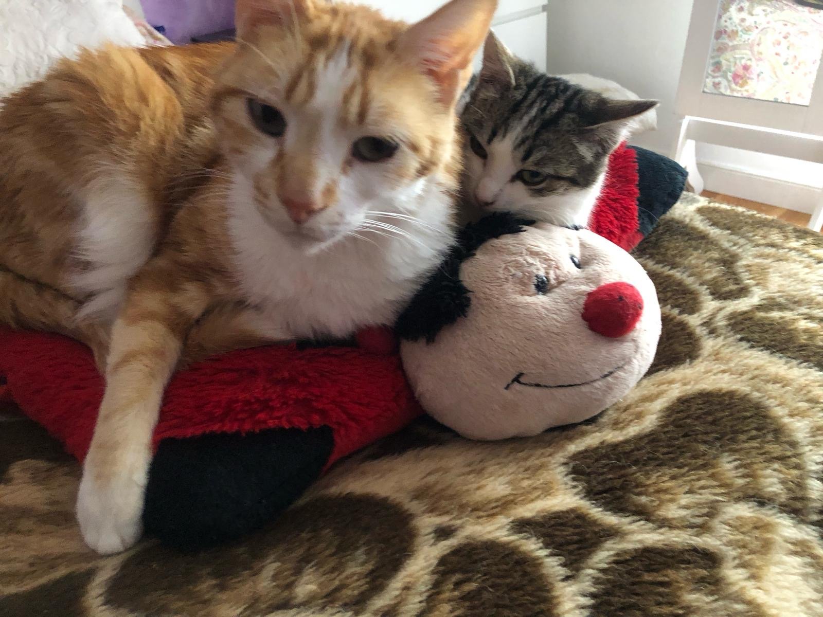 Dos gatos, uno anaranjado y blanco y otro gris con rayas negras, descansando sobre una cama con una manta de leopardo, acompañados por un muñeco de peluche de un payaso con nariz roja y sonrisa.