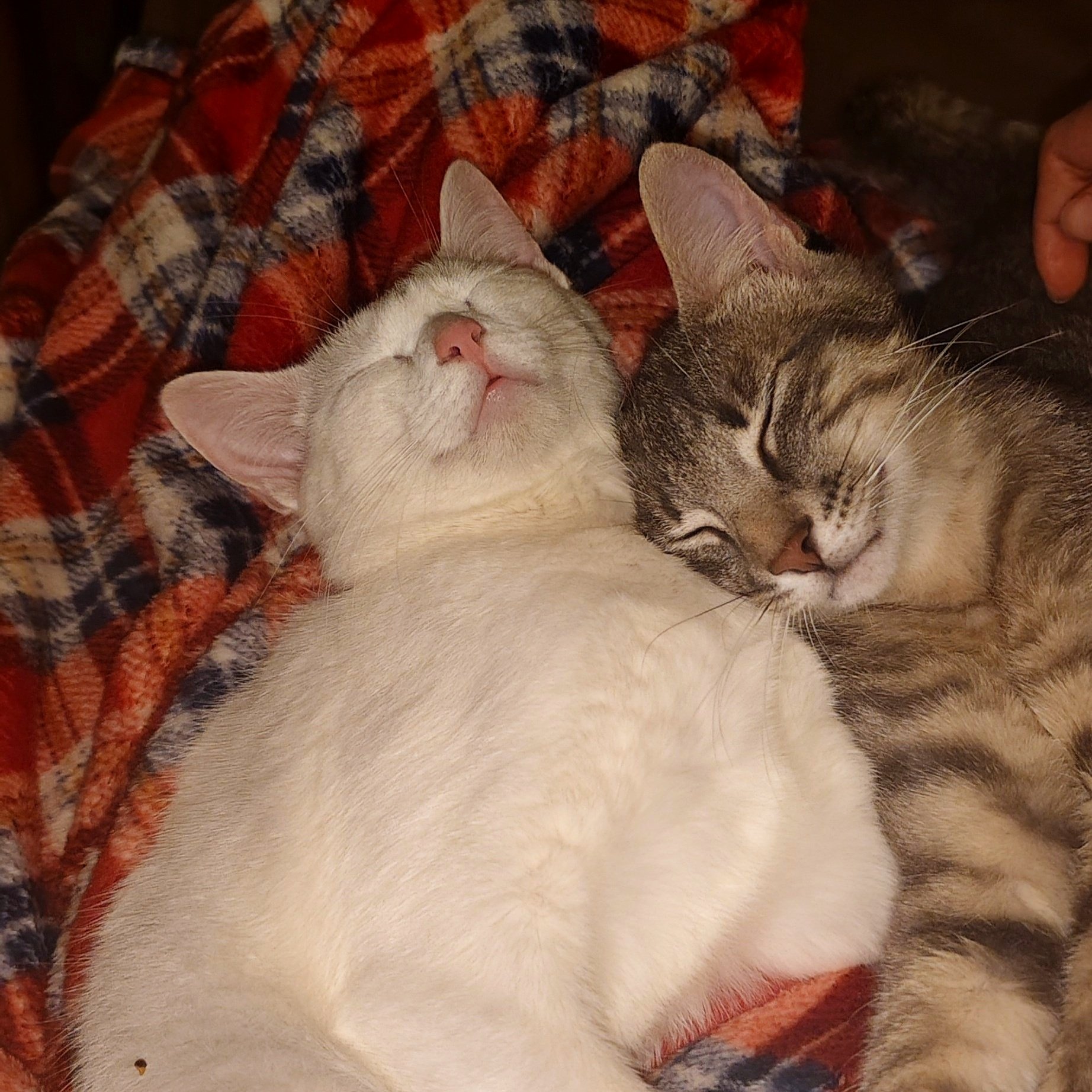 Dos gatos acurrucados dormidos, uno blanco y el otro atigrado, sobre una manta de cuadros en tonos rojos, azules y beige.
