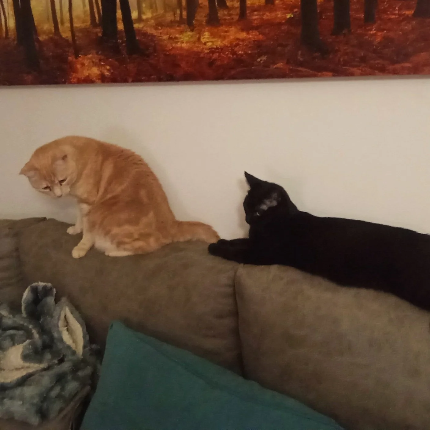 Dos gatos, uno naranja y otro negro, en un sillón de color café. Detrás hay un cuadro con una foto de un bosque y una manta con patrón de animales en un lado del sillón.