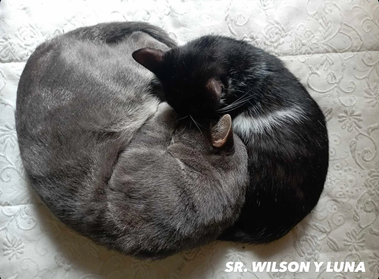 Dos gatos, uno gris y otro negro, acurrucados formando un corazón en un cojín blanco con bordado floral.