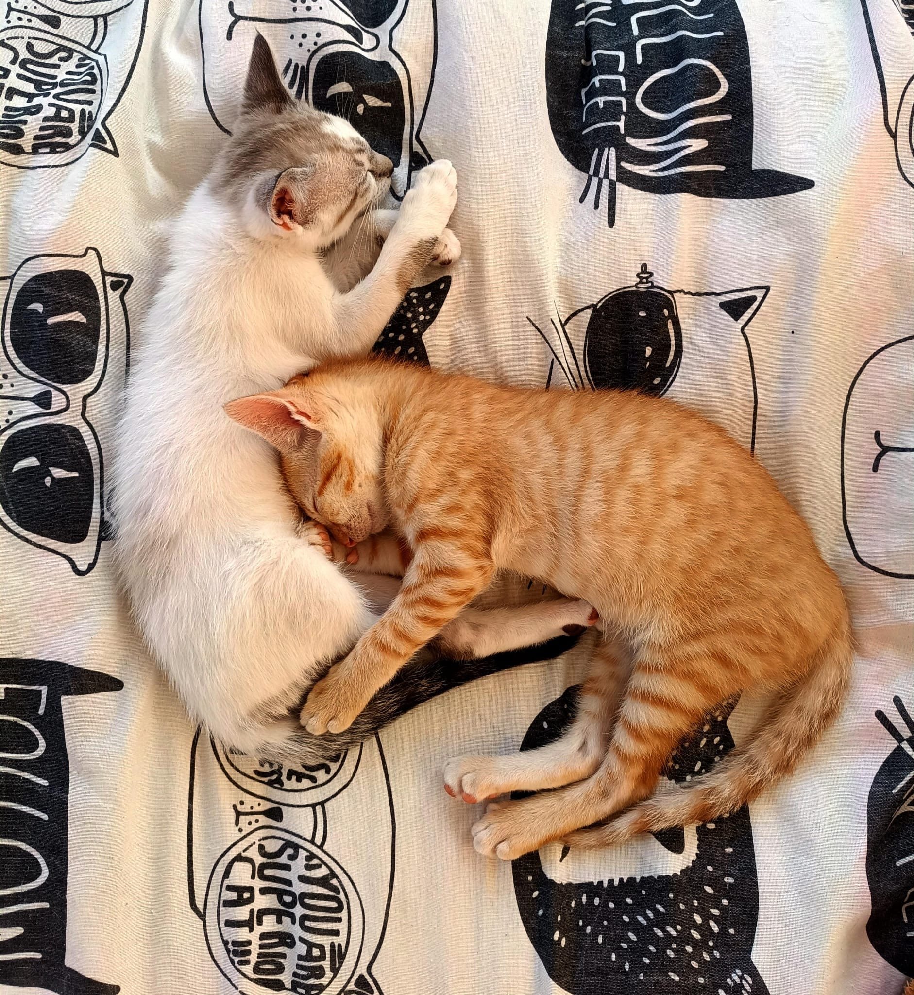 Dos gatos, uno gris y blanco y otro anaranjado, duermen juntos en una manta con dibujos de gatos y textos en inglés.