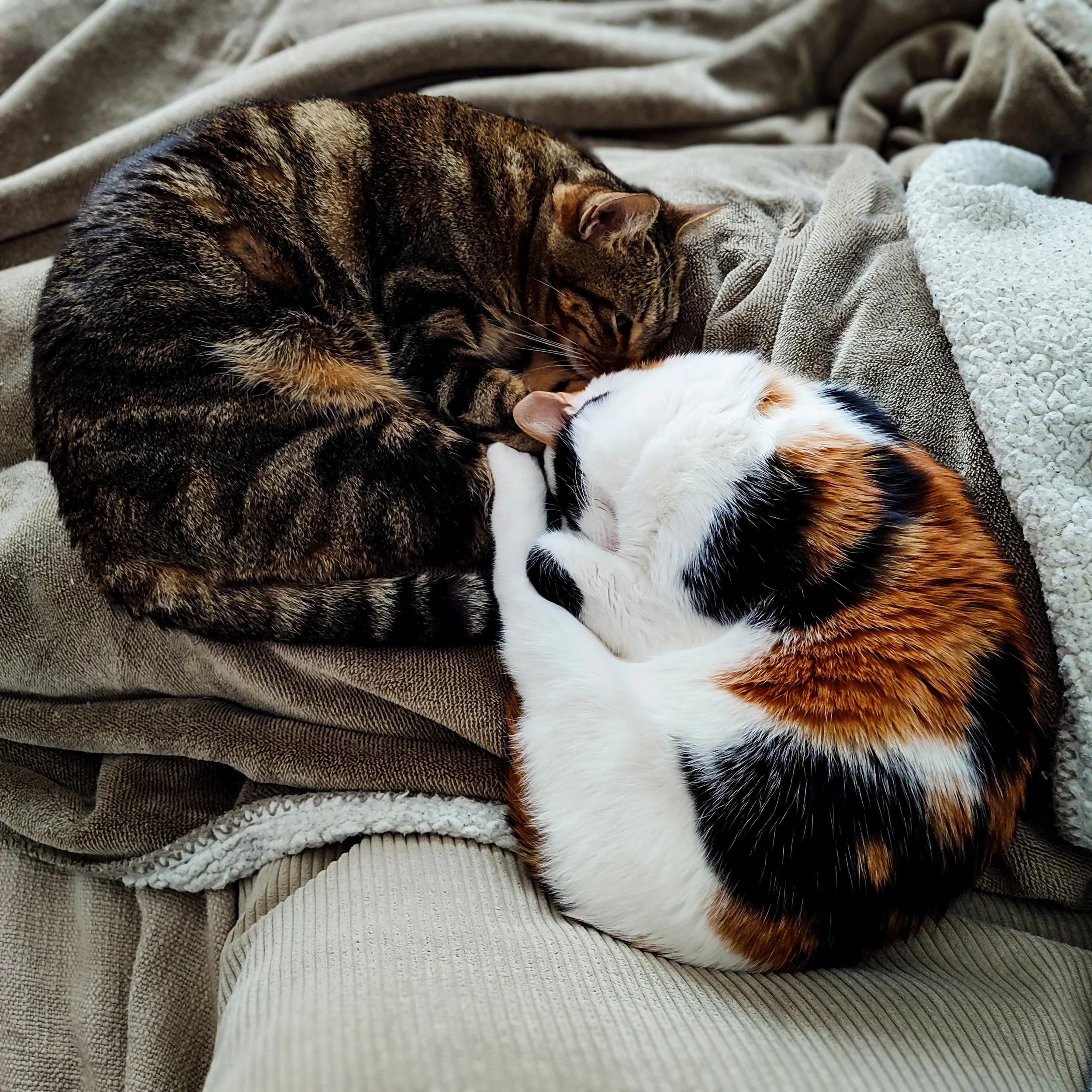 Dos gatos descansando y acurrucados en un sofá, uno de color marrón con negro y el otro de color blanco con manchas negras y anaranjadas.