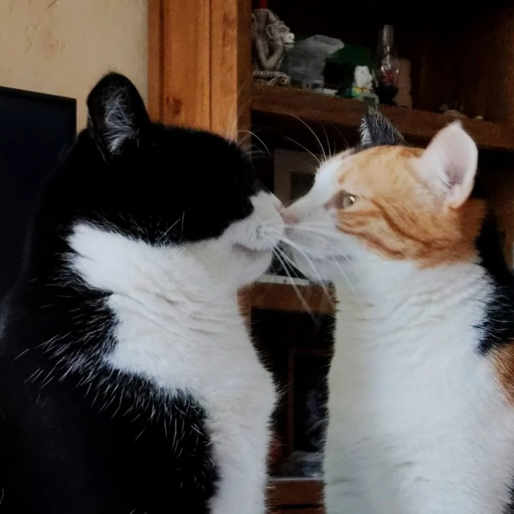 Dos gatos, uno negro y blanco y otro naranja y blanco, olfateándose o tocándose las narices.