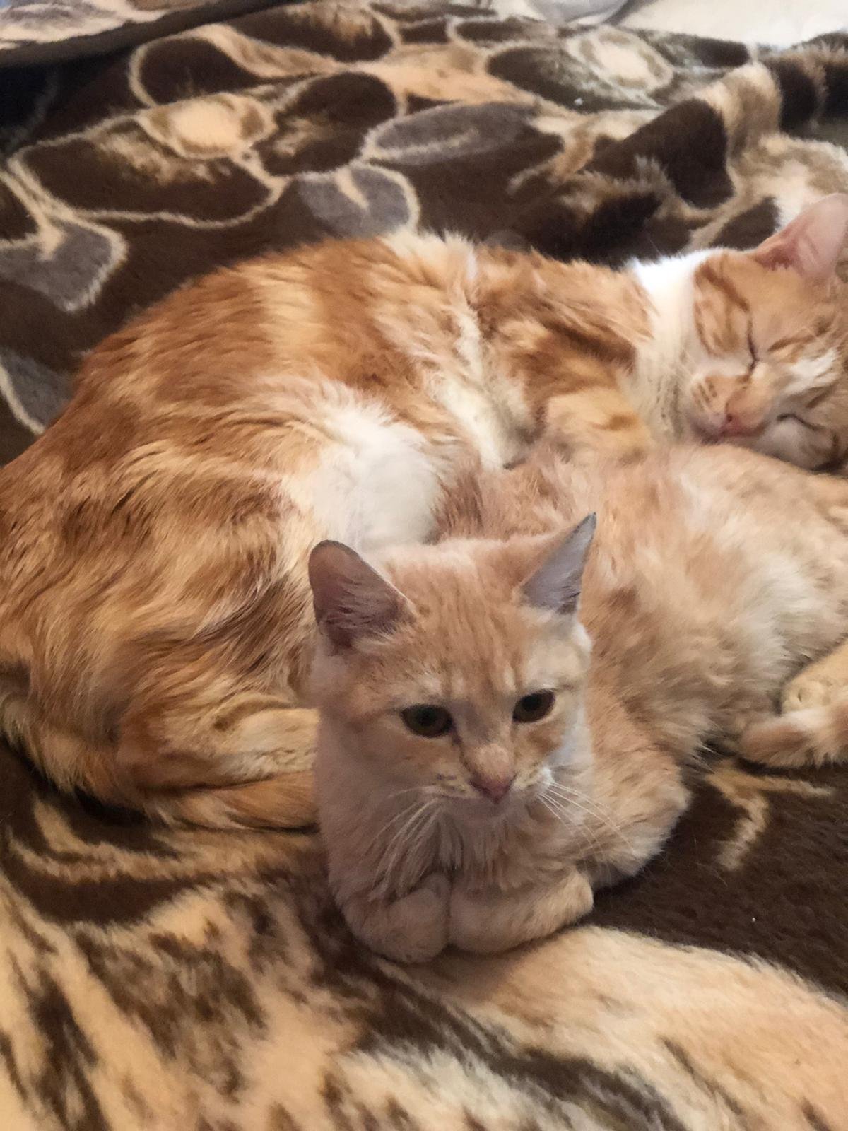 Cinco gatos de diferentes tonos de pelaje acostados en una cama con una manta de patrón abstracto