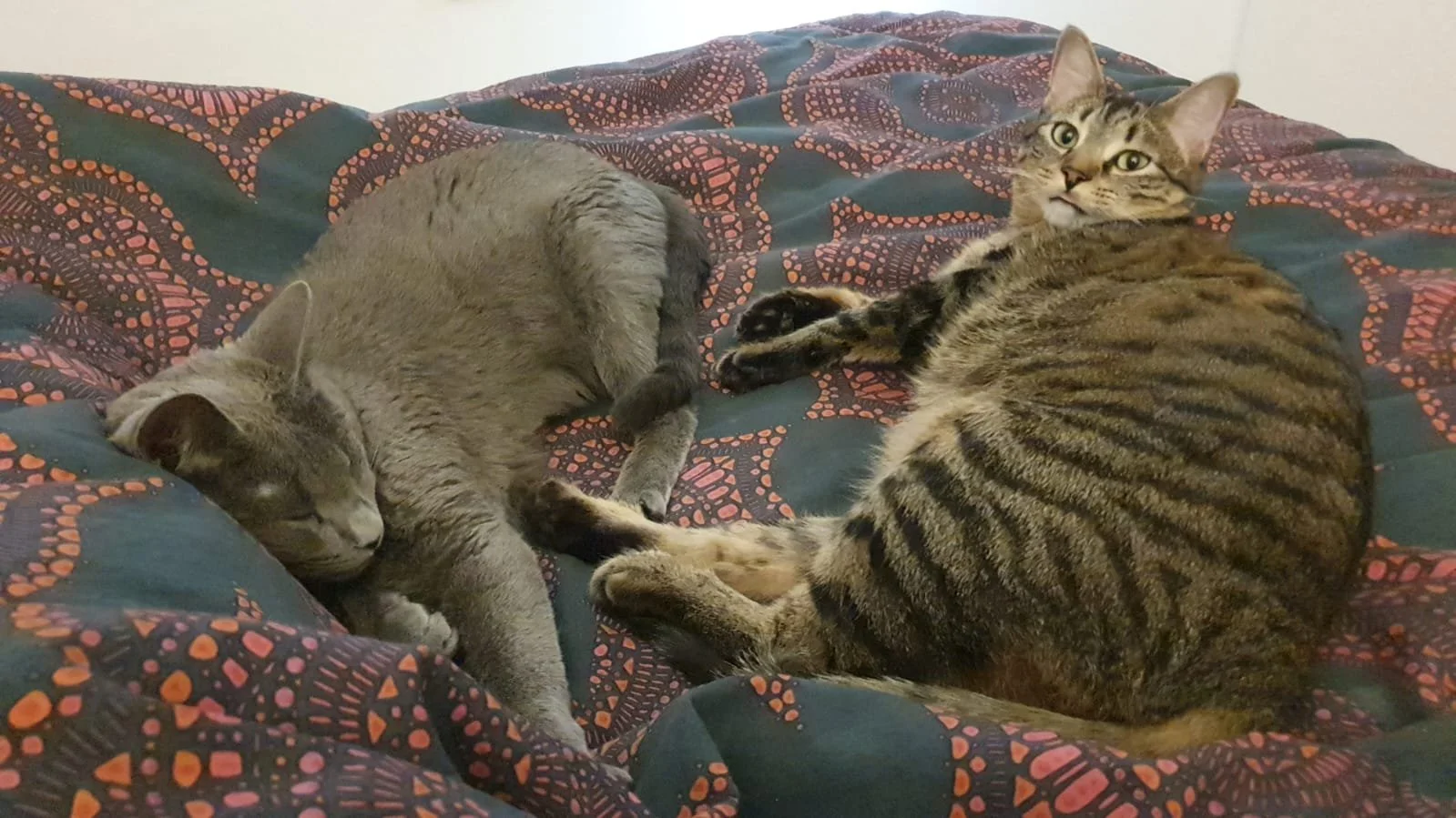 Dos gatos, uno gris durmiendo y otro marrón con rayas, recostados en una cama con cobertor de diseño con puntos naranjas y rojos.