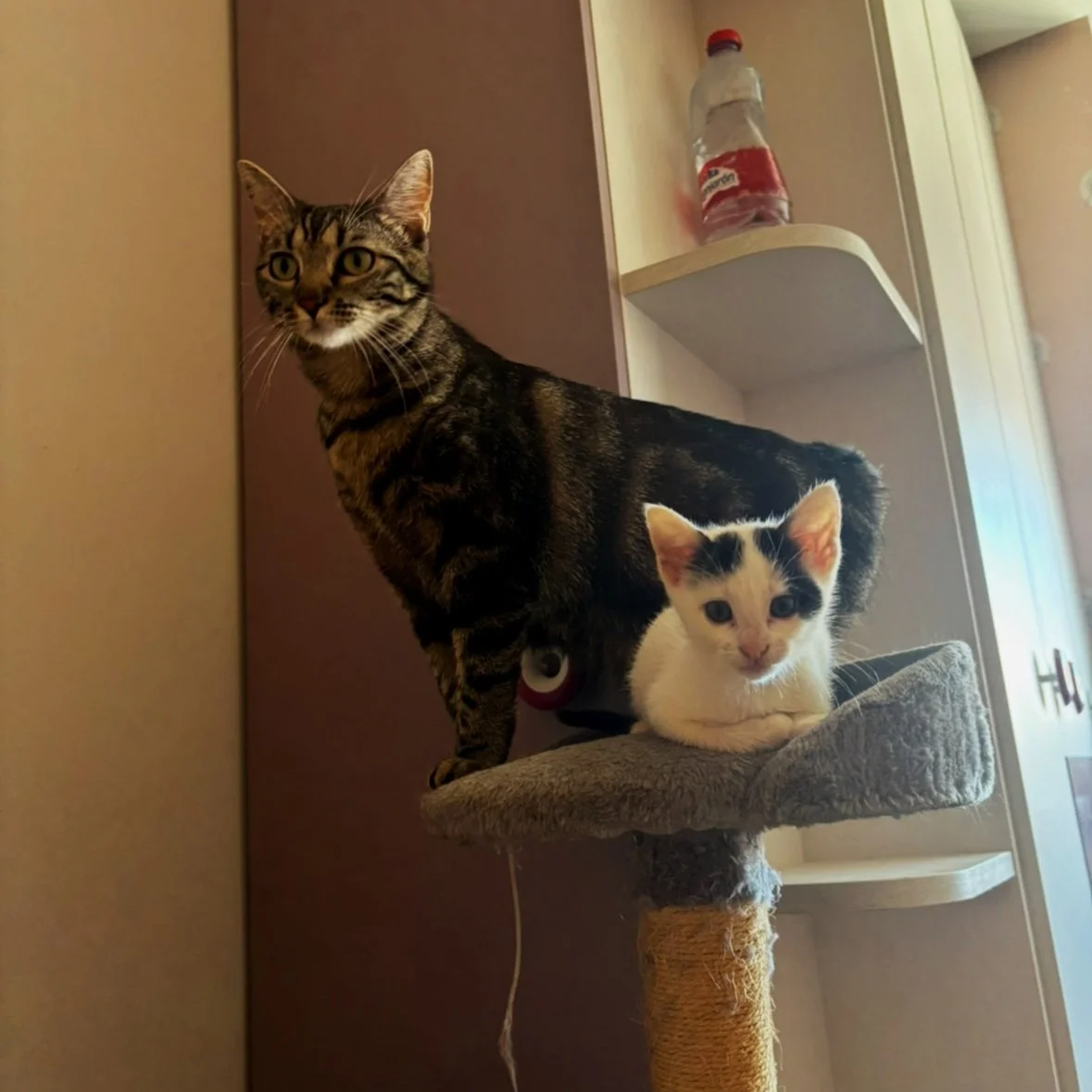 Dos gatos en un árbol para gatos en un interior. Uno es grande y de pelaje atigrado y el otro es pequeño, blanco con manchas negras y azules, ambos miran hacia la cámara.