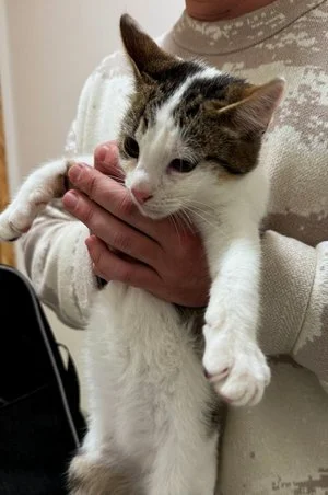 Persona sosteniendo un gato blanco y marrón con manchas en un ambiente interior.