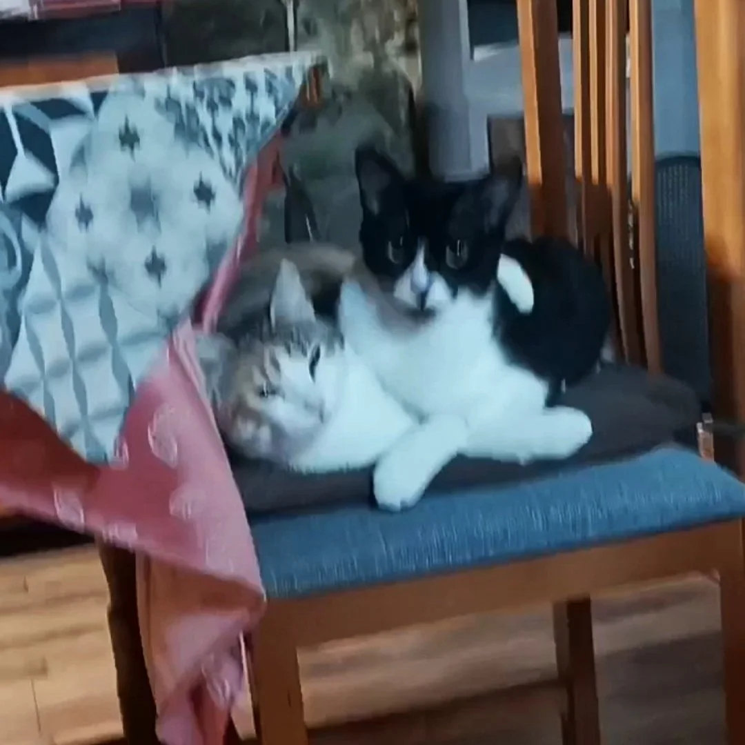 Dos gatos, uno atigrado y otro negro y blanco, descansando en un sillón de madera con cojín azul, en un ambiente hogareño.