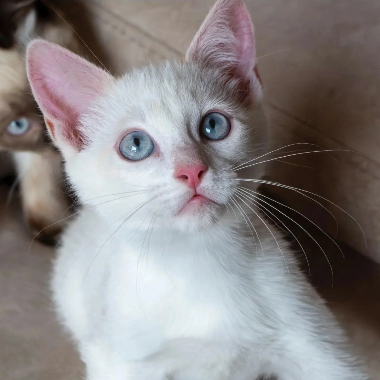 Casper