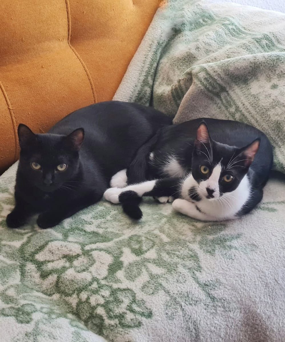 Dos gatos acostados en un sofá, uno negro completo y uno negro y blanco con manchas, sobre una manta de colores claros.
