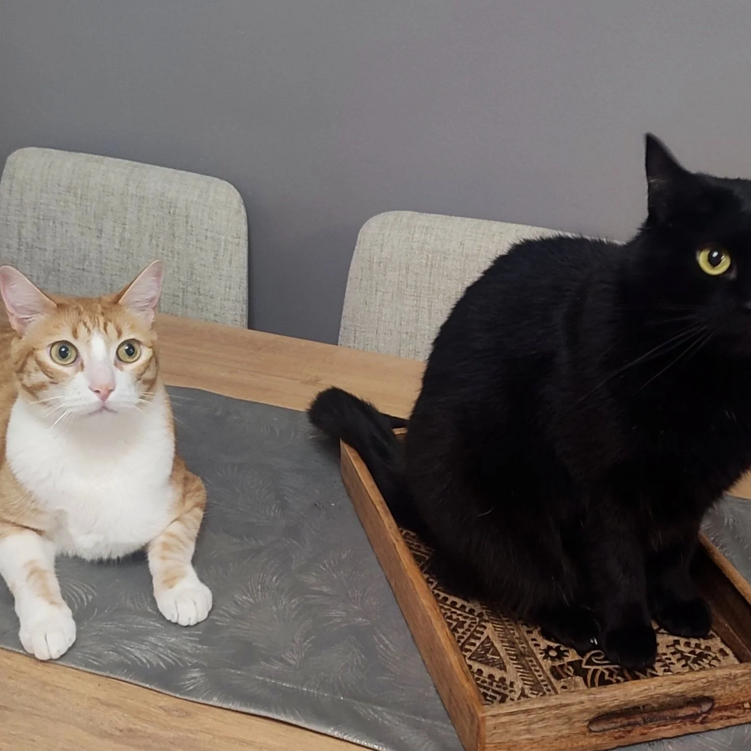 Dos gatos, uno anaranjado y blanco y otro negro, sobre una mesa de madera