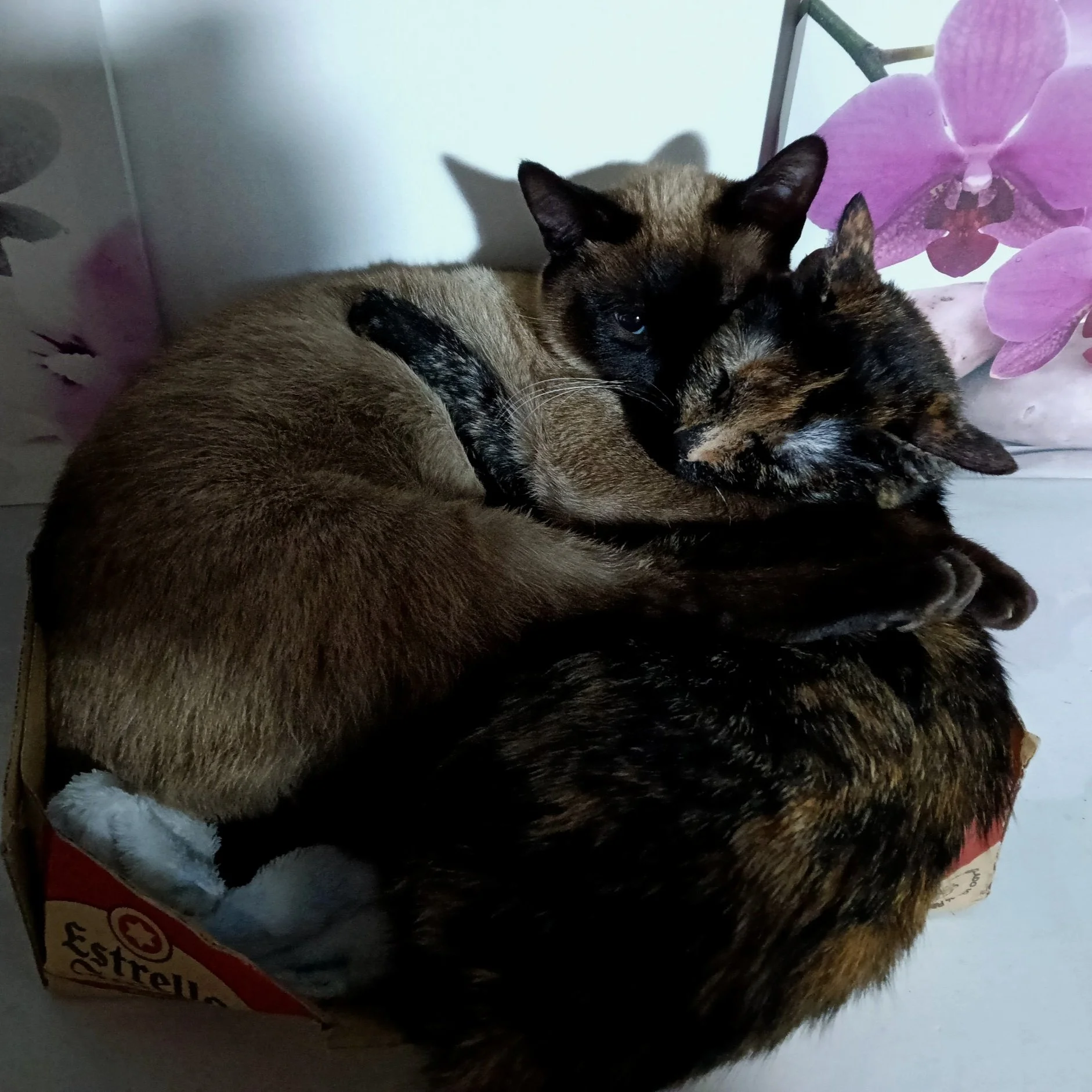 Tres gatos acurrucados en una caja con fondo de flor de orquídea.