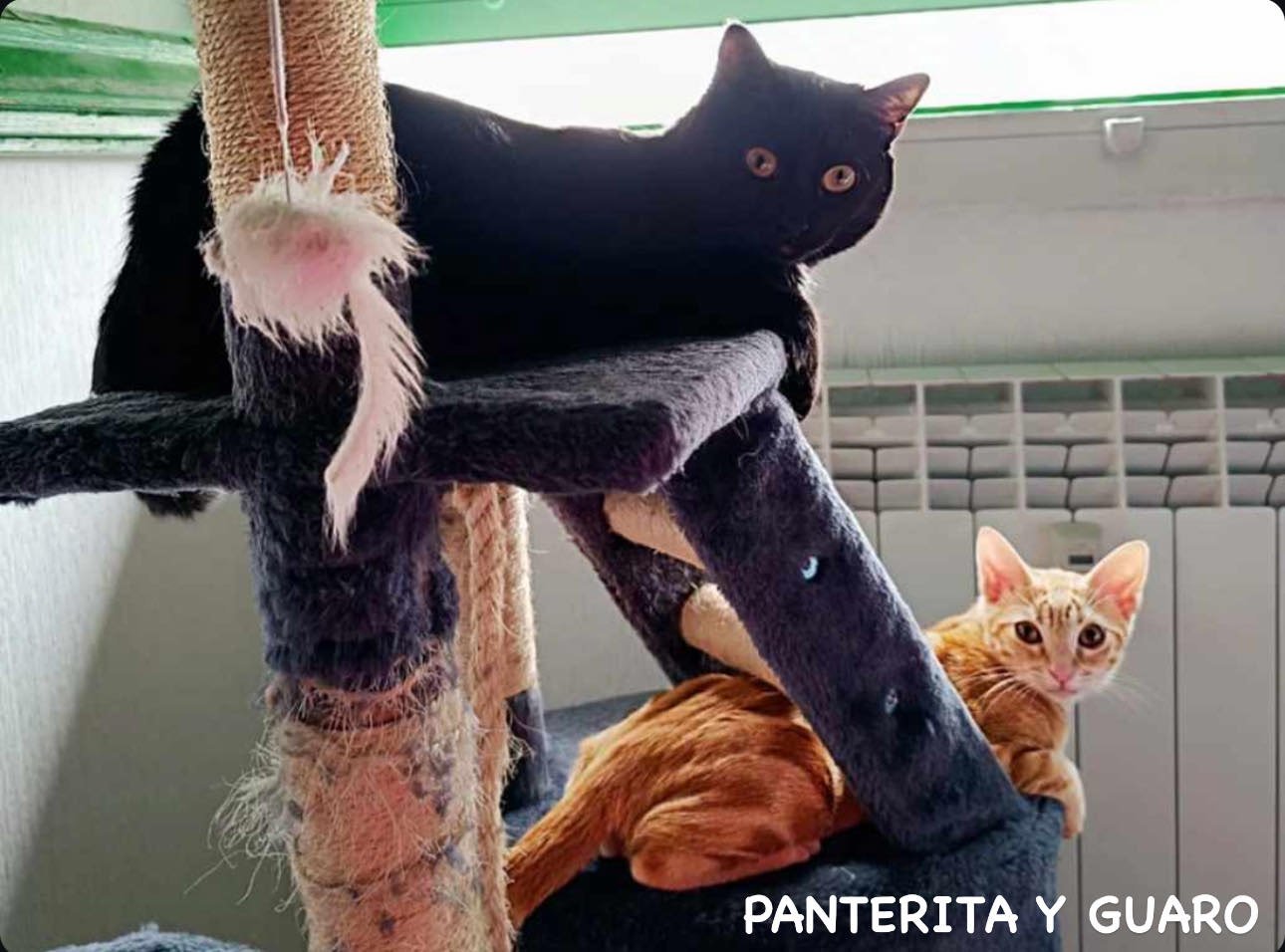 Dos gatos en un árbol de juego para mascotas, uno negro sobre la plataforma superior y uno naranja en la inferior, con ventanas al fondo.